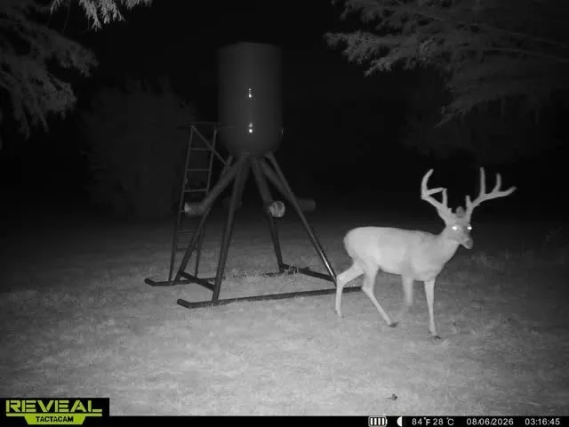 Large deer on the property