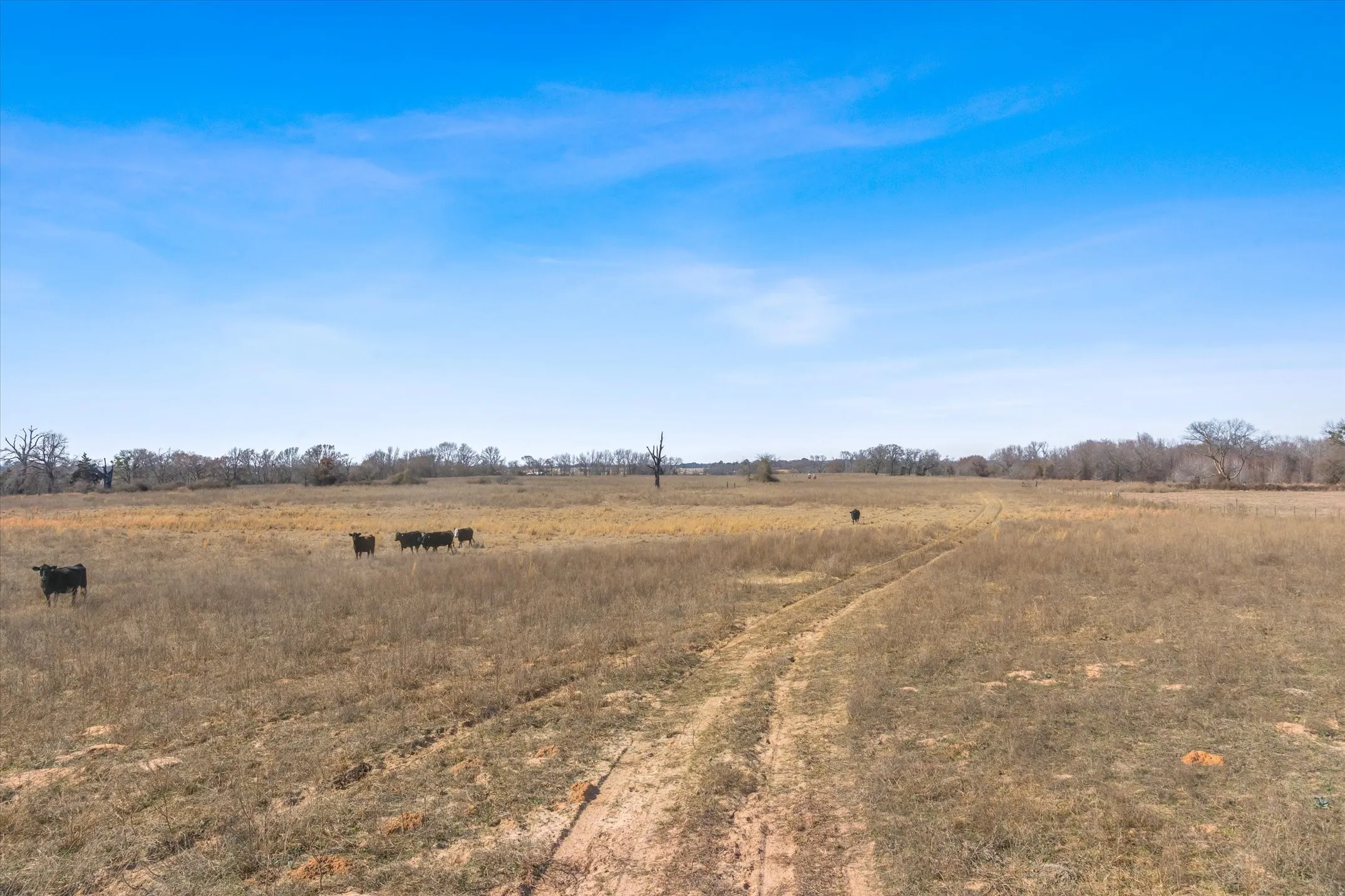 Unimproved Land For Sale in Van Zandt County , TBD VZ County Road 2317 Tract 6, Canton, Texas 75103, 0, 0, Garage spaces, 0 Sqft, built in 0, mls#21182007, Real Estate Agent in Canton, Homes For Sale in Van Zandt county, Homes For Sale in Canton, Realtor in Canton Texas, Real Estate Brokerage Independent Realty Texas, Luminita Cordes Realtor