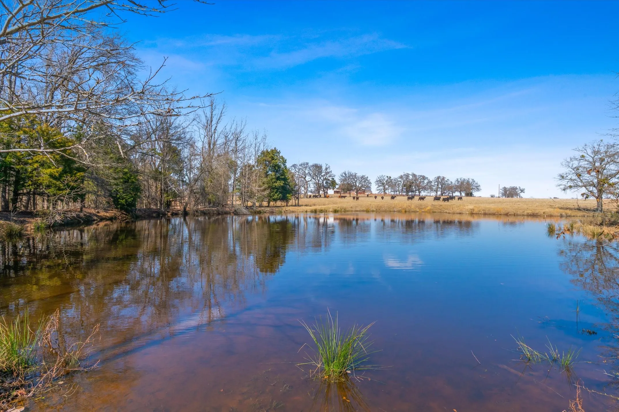 Unimproved Land For Sale in Van Zandt County , TBD VZ County Road 2317 Tract 6, Canton, Texas 75103, 0, 0, Garage spaces, 0 Sqft, built in 0, mls#21182007, Real Estate Agent in Canton, Homes For Sale in Van Zandt county, Homes For Sale in Canton, Realtor in Canton Texas, Real Estate Brokerage Independent Realty Texas, Luminita Cordes Realtor