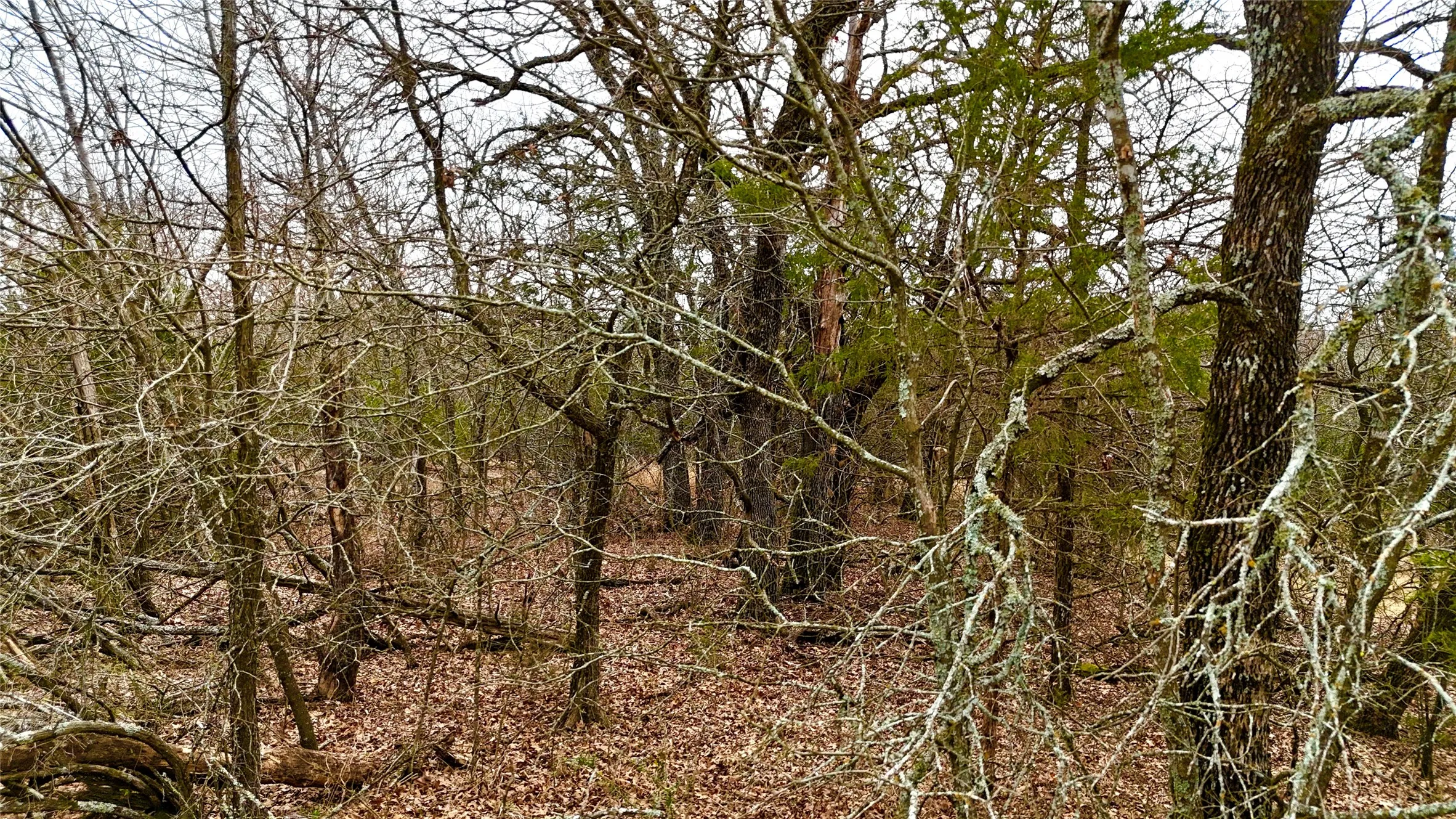 Unimproved Land For Sale in Cooke County , TBD County Road 106, Whitesboro, Texas 76273, 0, 0, Garage spaces, 0 Sqft, built in 0, Price $959,200, mls#21182249, Real Estate Agent in Whitesboro, Homes For Sale in Cooke county, Homes For Sale in Whitesboro, Realtor in Whitesboro Texas, Real Estate Brokerage Independent Realty Texas, Luminita Cordes Realtor