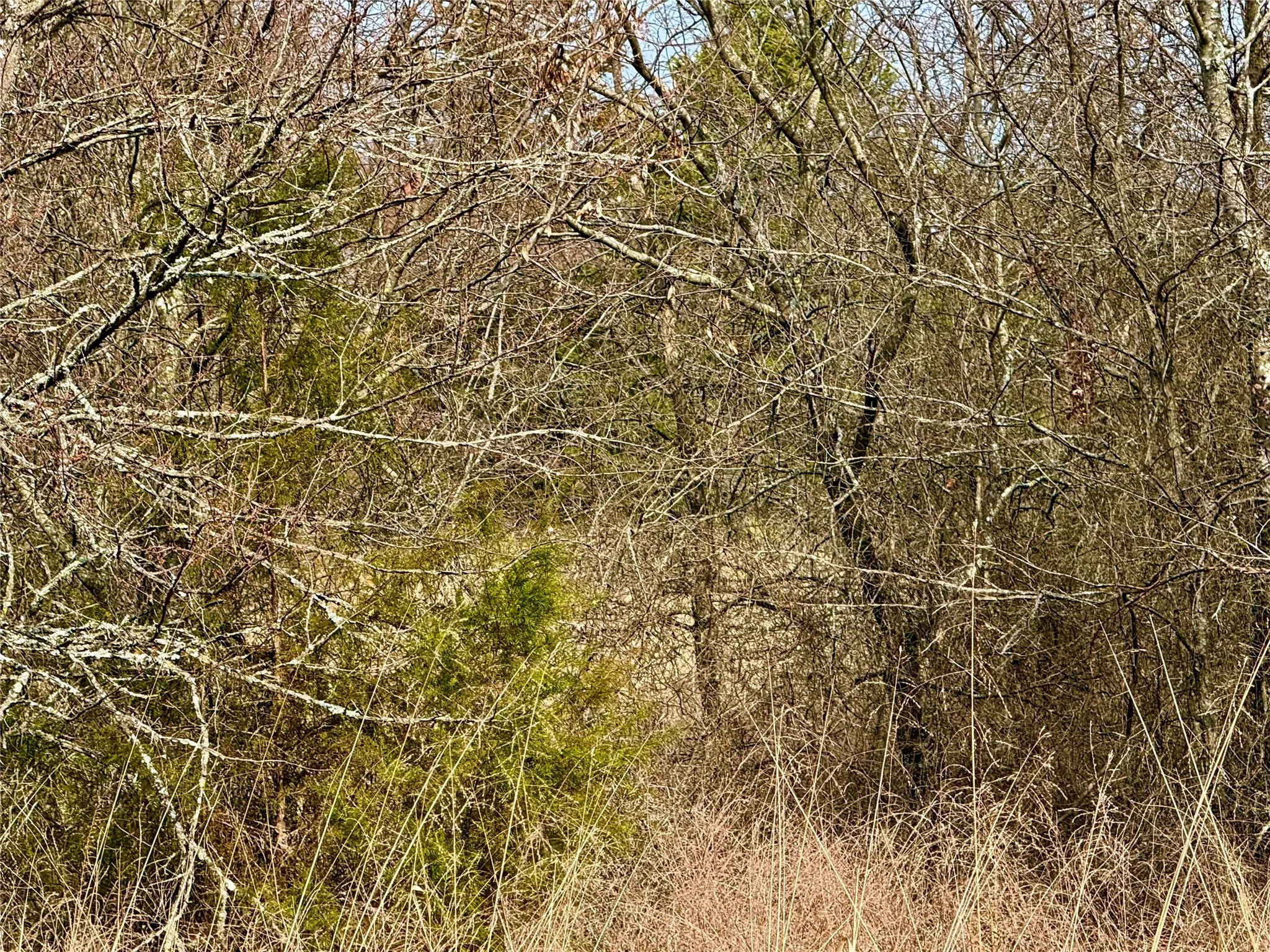Unimproved Land For Sale in Cooke County , TBD County Road 106, Whitesboro, Texas 76273, 0, 0, Garage spaces, 0 Sqft, built in 0, Price $959,200, mls#21182249, Real Estate Agent in Whitesboro, Homes For Sale in Cooke county, Homes For Sale in Whitesboro, Realtor in Whitesboro Texas, Real Estate Brokerage Independent Realty Texas, Luminita Cordes Realtor