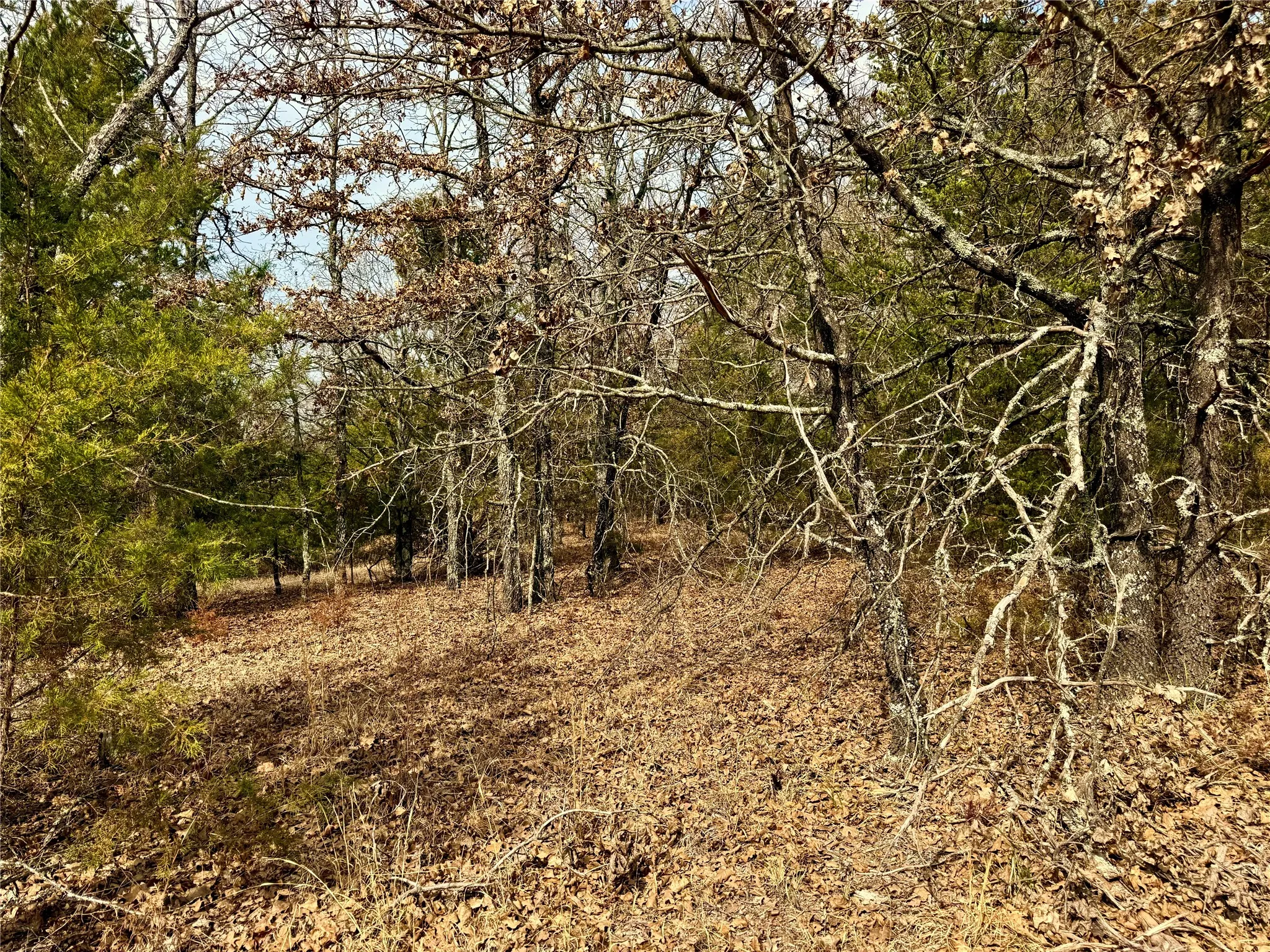 Unimproved Land For Sale in Cooke County , TBD County Road 106, Whitesboro, Texas 76273, 0, 0, Garage spaces, 0 Sqft, built in 0, Price $959,200, mls#21182249, Real Estate Agent in Whitesboro, Homes For Sale in Cooke county, Homes For Sale in Whitesboro, Realtor in Whitesboro Texas, Real Estate Brokerage Independent Realty Texas, Luminita Cordes Realtor
