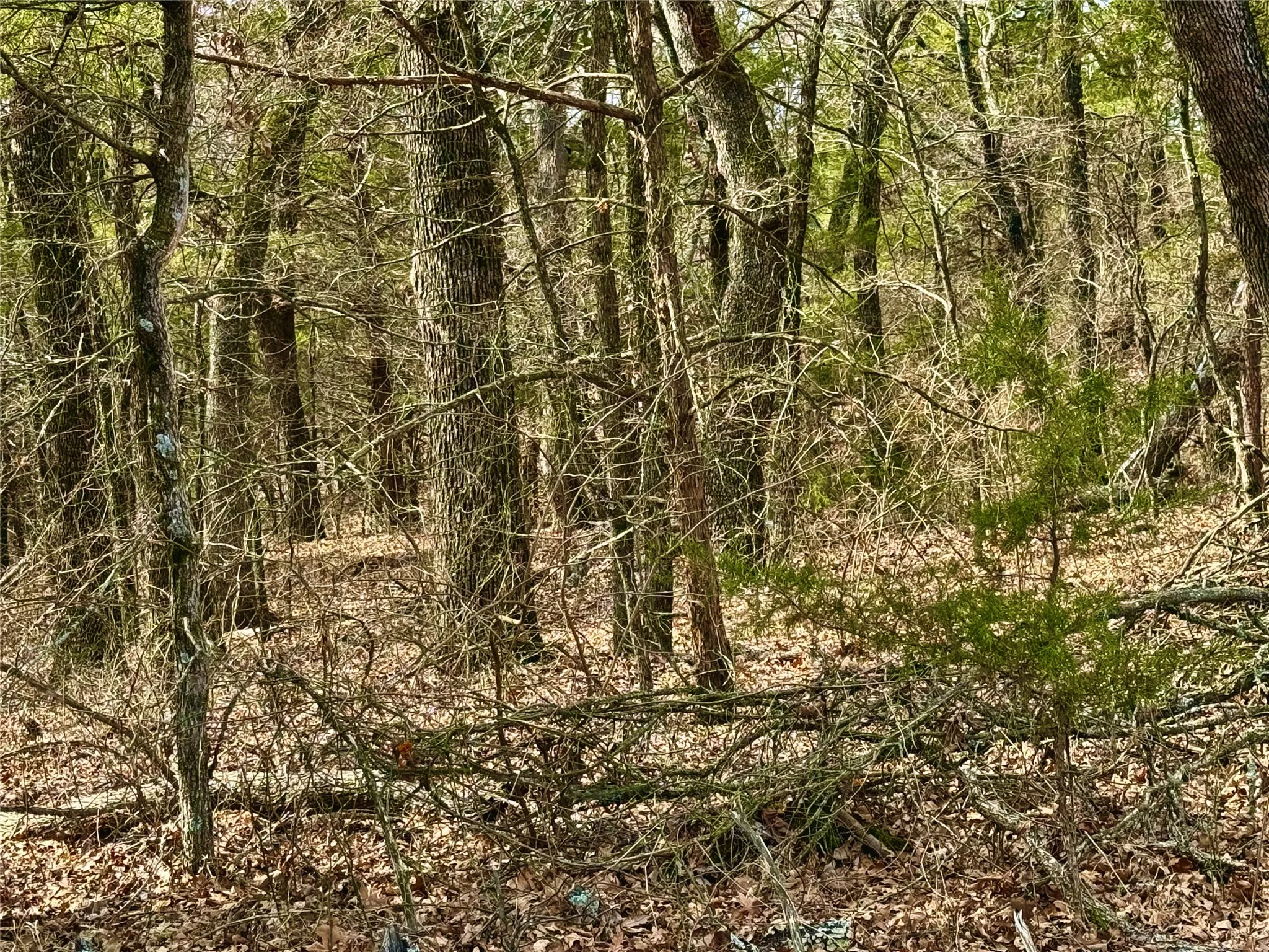 Unimproved Land For Sale in Cooke County , TBD County Road 106, Whitesboro, Texas 76273, 0, 0, Garage spaces, 0 Sqft, built in 0, Price $959,200, mls#21182249, Real Estate Agent in Whitesboro, Homes For Sale in Cooke county, Homes For Sale in Whitesboro, Realtor in Whitesboro Texas, Real Estate Brokerage Independent Realty Texas, Luminita Cordes Realtor