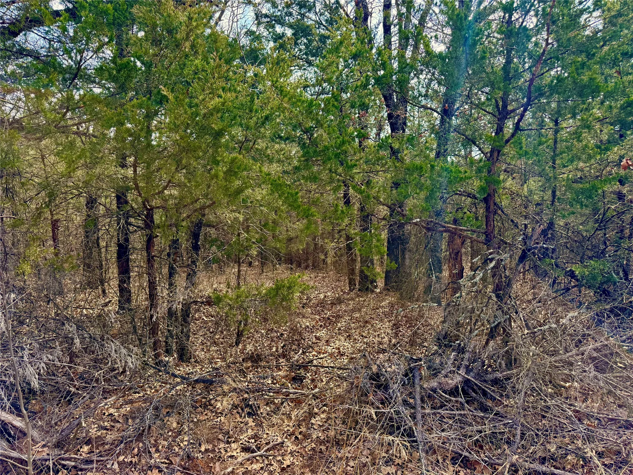 Unimproved Land For Sale in Cooke County , TBD County Road 106, Whitesboro, Texas 76273, 0, 0, Garage spaces, 0 Sqft, built in 0, Price $959,200, mls#21182249, Real Estate Agent in Whitesboro, Homes For Sale in Cooke county, Homes For Sale in Whitesboro, Realtor in Whitesboro Texas, Real Estate Brokerage Independent Realty Texas, Luminita Cordes Realtor