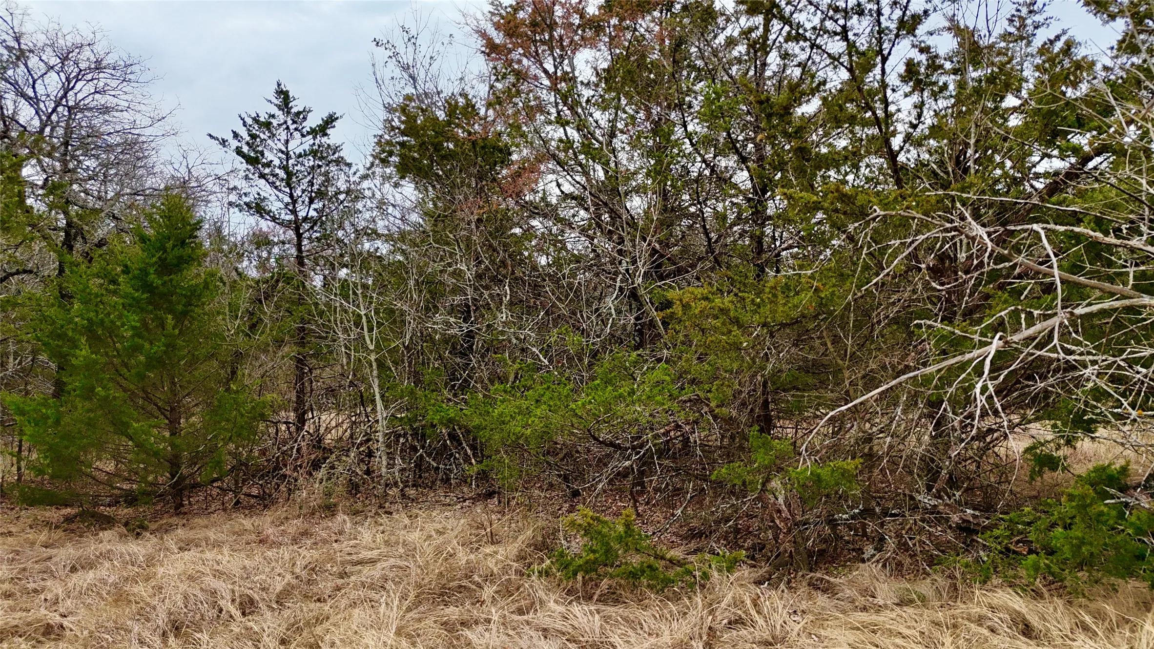 Unimproved Land For Sale in Cooke County , TBD County Road 106, Whitesboro, Texas 76273, 0, 0, Garage spaces, 0 Sqft, built in 0, Price $959,200, mls#21182249, Real Estate Agent in Whitesboro, Homes For Sale in Cooke county, Homes For Sale in Whitesboro, Realtor in Whitesboro Texas, Real Estate Brokerage Independent Realty Texas, Luminita Cordes Realtor