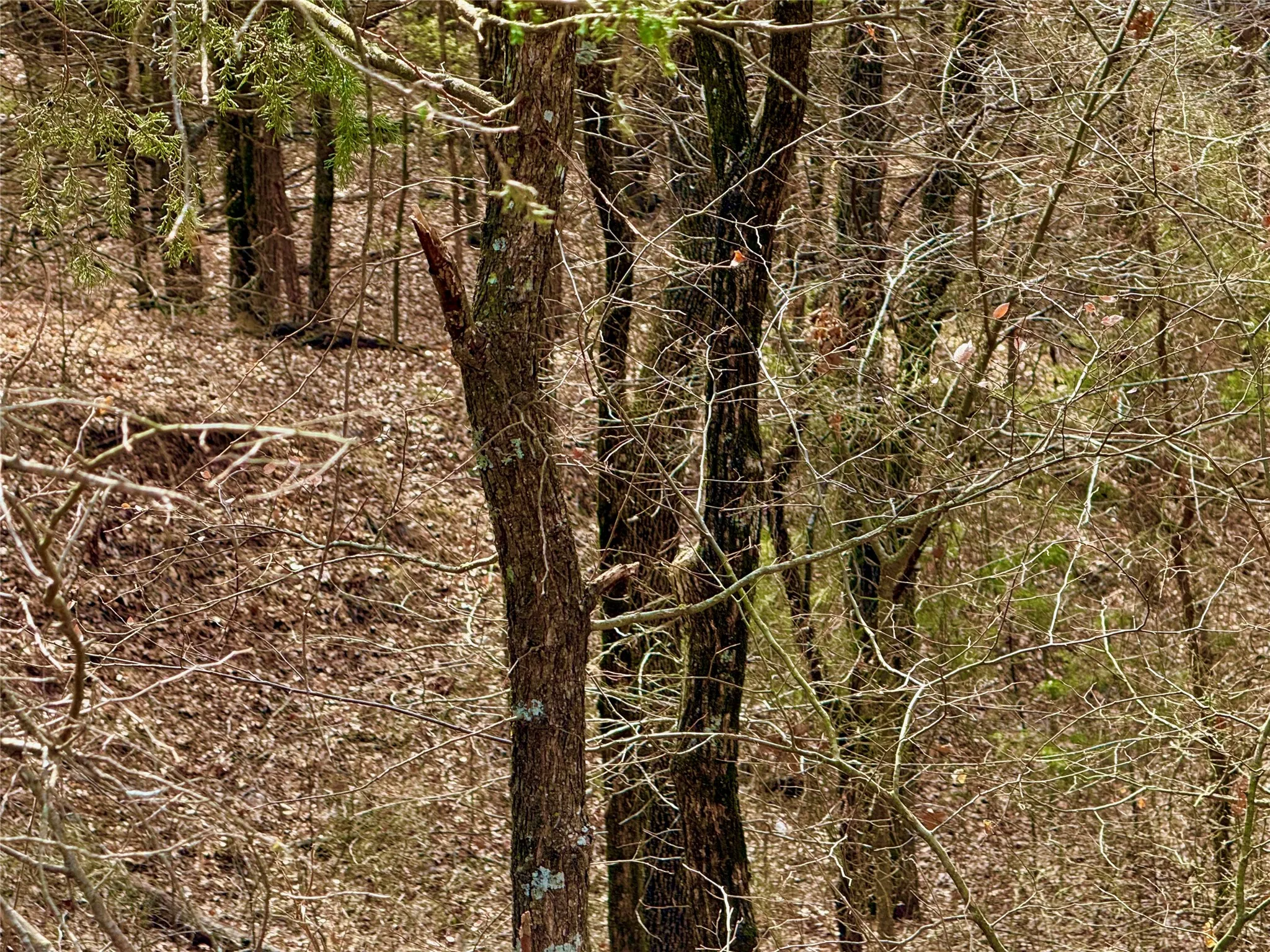 Unimproved Land For Sale in Cooke County , TBD County Road 106, Whitesboro, Texas 76273, 0, 0, Garage spaces, 0 Sqft, built in 0, Price $959,200, mls#21182249, Real Estate Agent in Whitesboro, Homes For Sale in Cooke county, Homes For Sale in Whitesboro, Realtor in Whitesboro Texas, Real Estate Brokerage Independent Realty Texas, Luminita Cordes Realtor