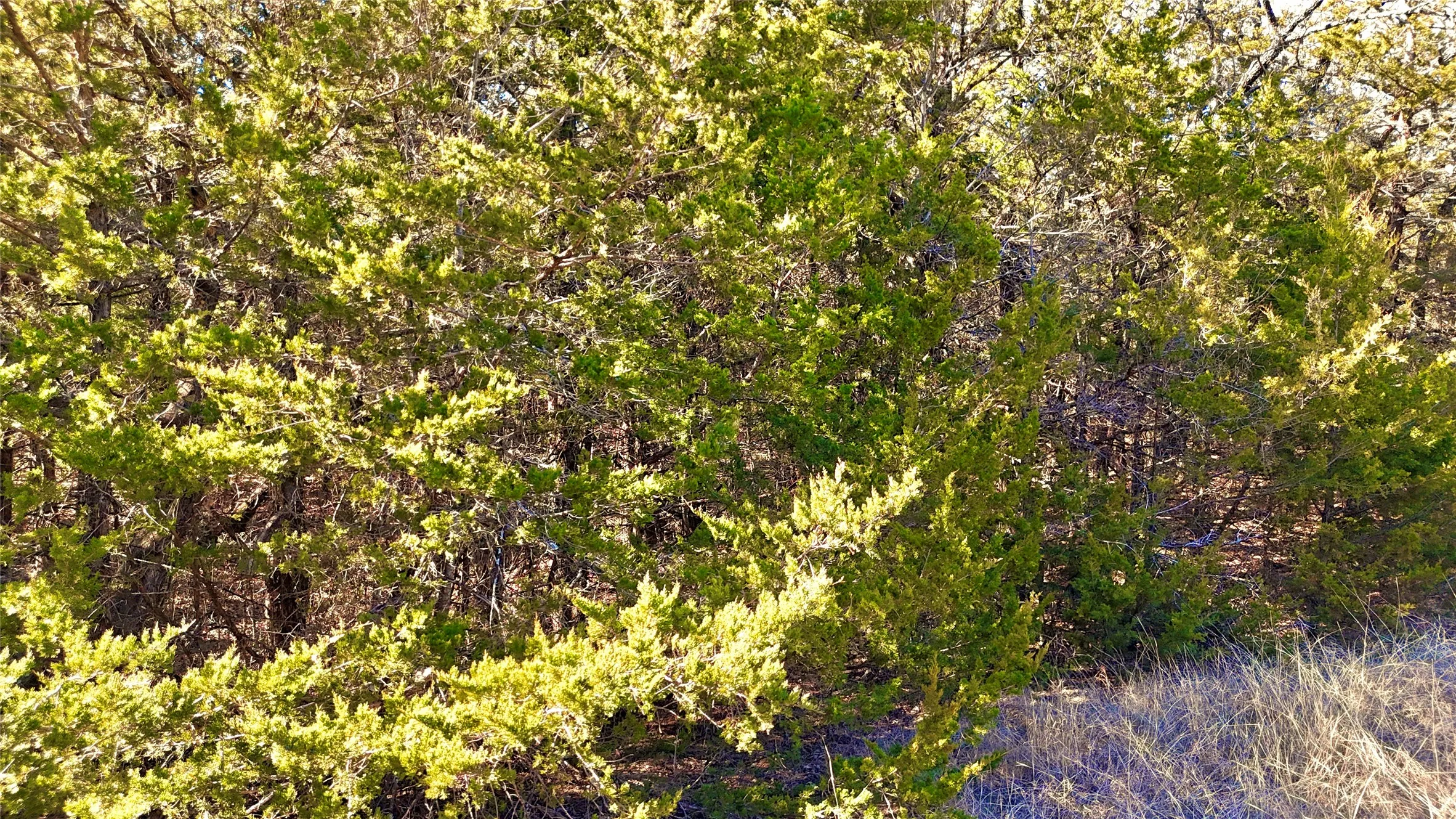 Unimproved Land For Sale in Cooke County , TBD County Road 106, Whitesboro, Texas 76273, 0, 0, Garage spaces, 0 Sqft, built in 0, Price $959,200, mls#21182601, Real Estate Agent in Whitesboro, Homes For Sale in Cooke county, Homes For Sale in Whitesboro, Realtor in Whitesboro Texas, Real Estate Brokerage Independent Realty Texas, Luminita Cordes Realtor