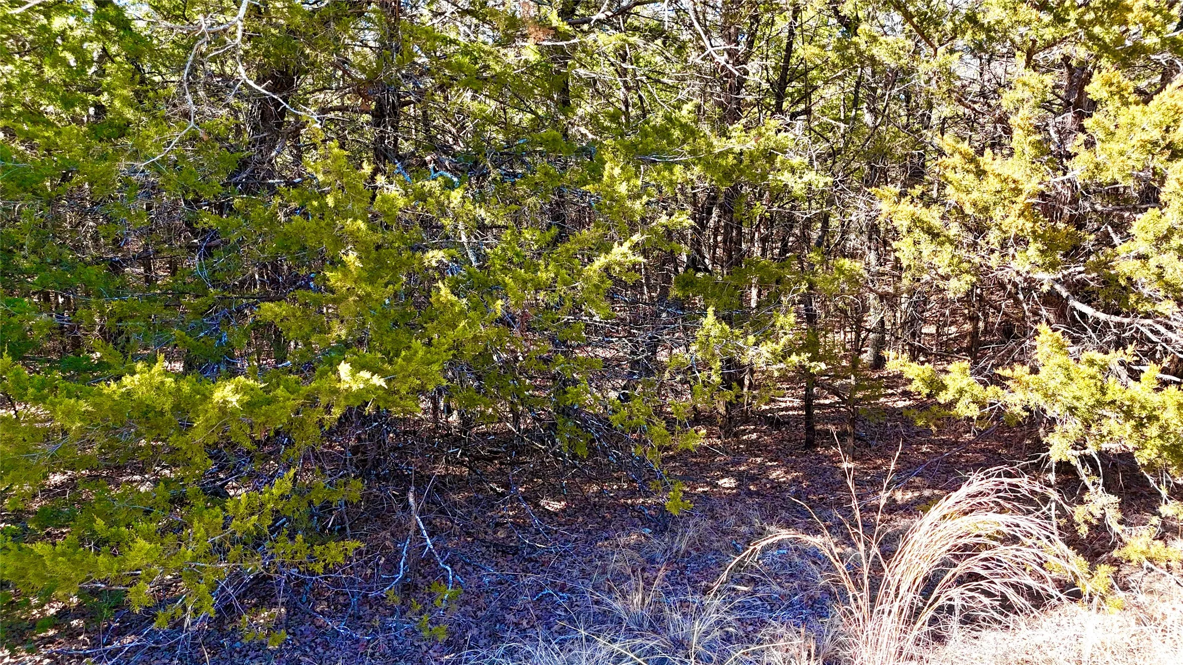 Unimproved Land For Sale in Cooke County , TBD County Road 106, Whitesboro, Texas 76273, 0, 0, Garage spaces, 0 Sqft, built in 0, Price $959,200, mls#21182601, Real Estate Agent in Whitesboro, Homes For Sale in Cooke county, Homes For Sale in Whitesboro, Realtor in Whitesboro Texas, Real Estate Brokerage Independent Realty Texas, Luminita Cordes Realtor