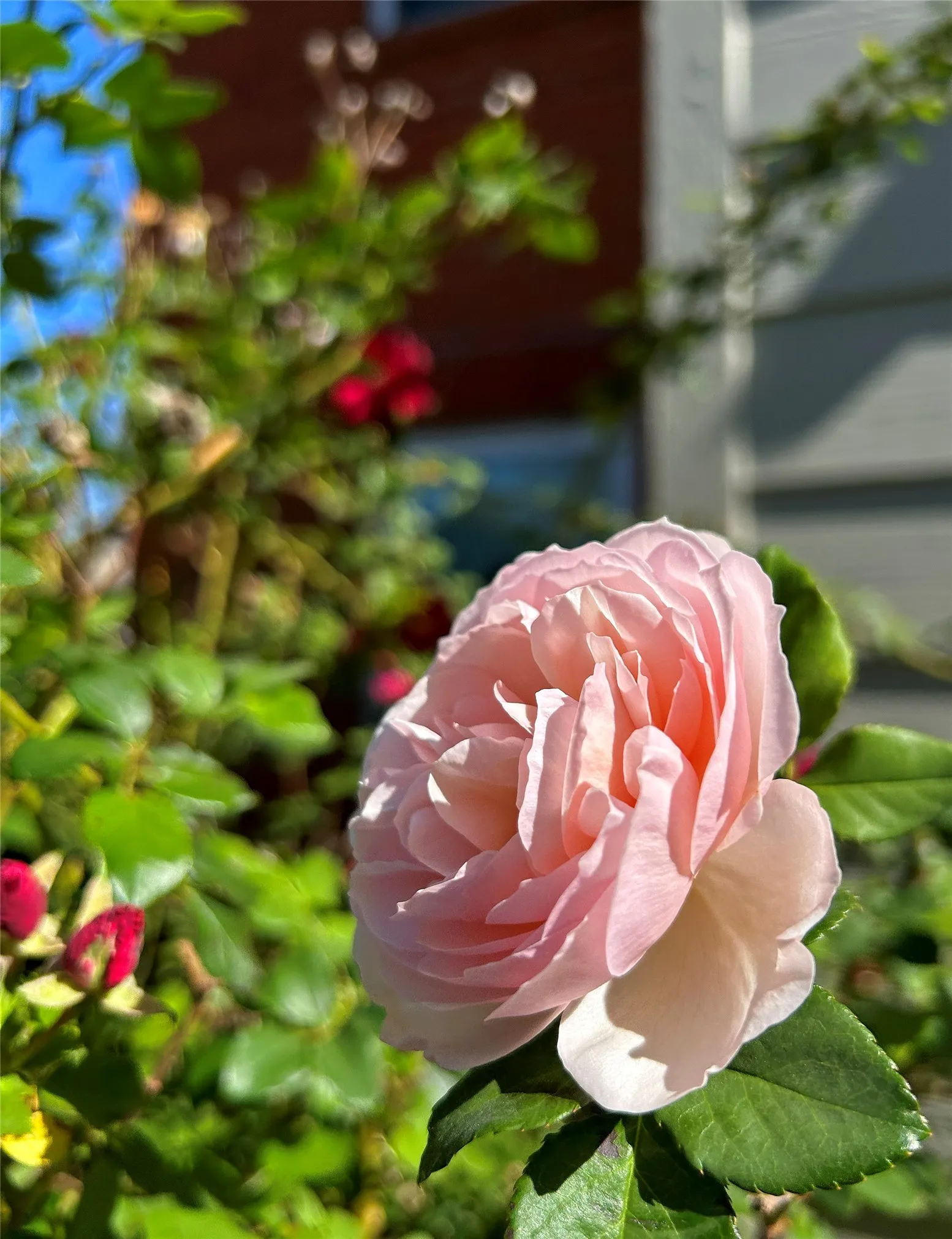Pink and red roses bloom in the morning sunlight across the breezeway from the unit.