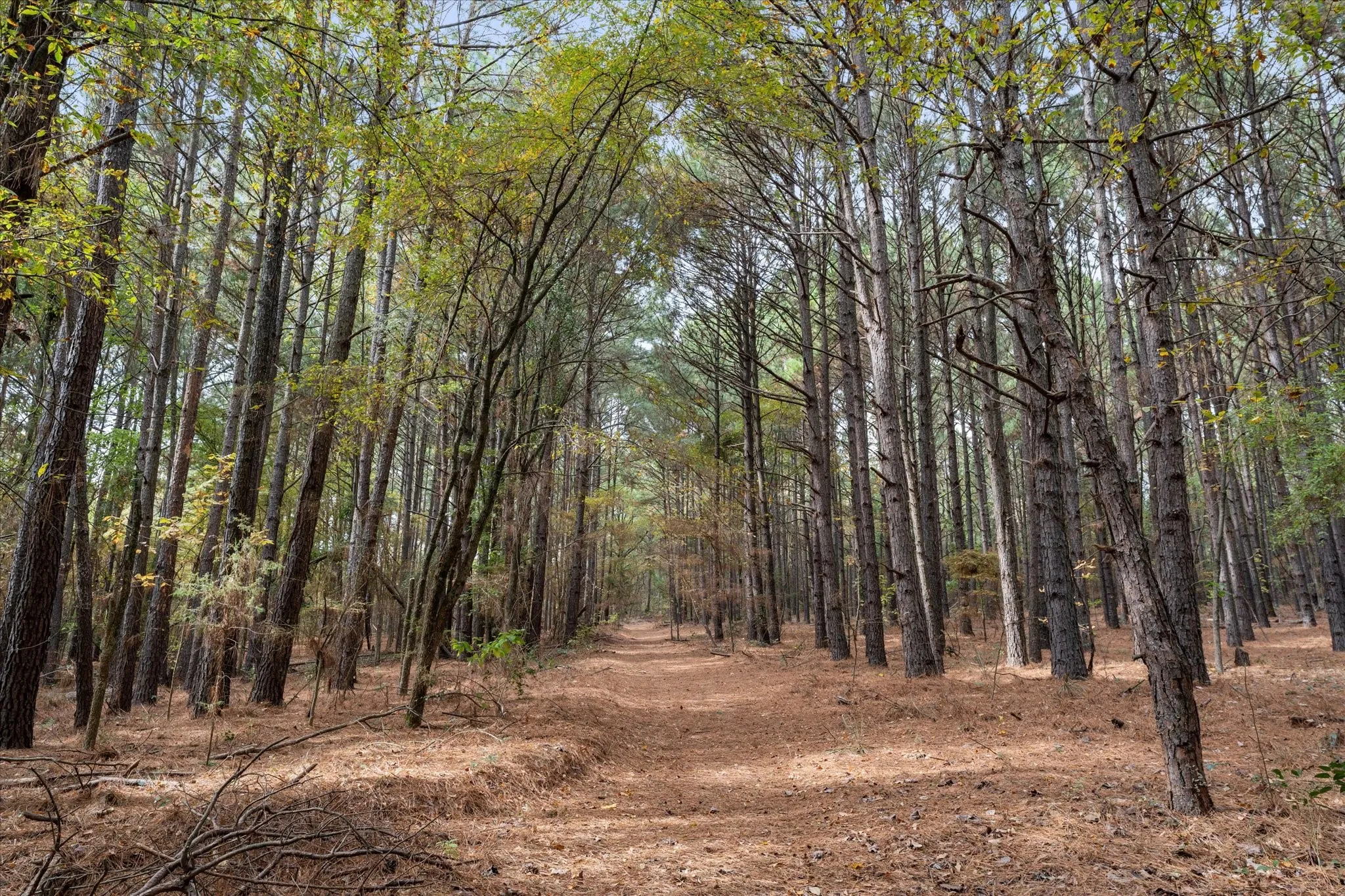 Improved Land For Sale in Morris County , 641 Naples, Omaha, Texas 75571, 0, 0, Garage spaces, 0 Sqft, built in 0, mls#21183169, Real Estate Agent in Omaha, Homes For Sale in Morris county, Homes For Sale in Omaha, Realtor in Omaha Texas, Real Estate Brokerage Independent Realty Texas, Luminita Cordes Realtor