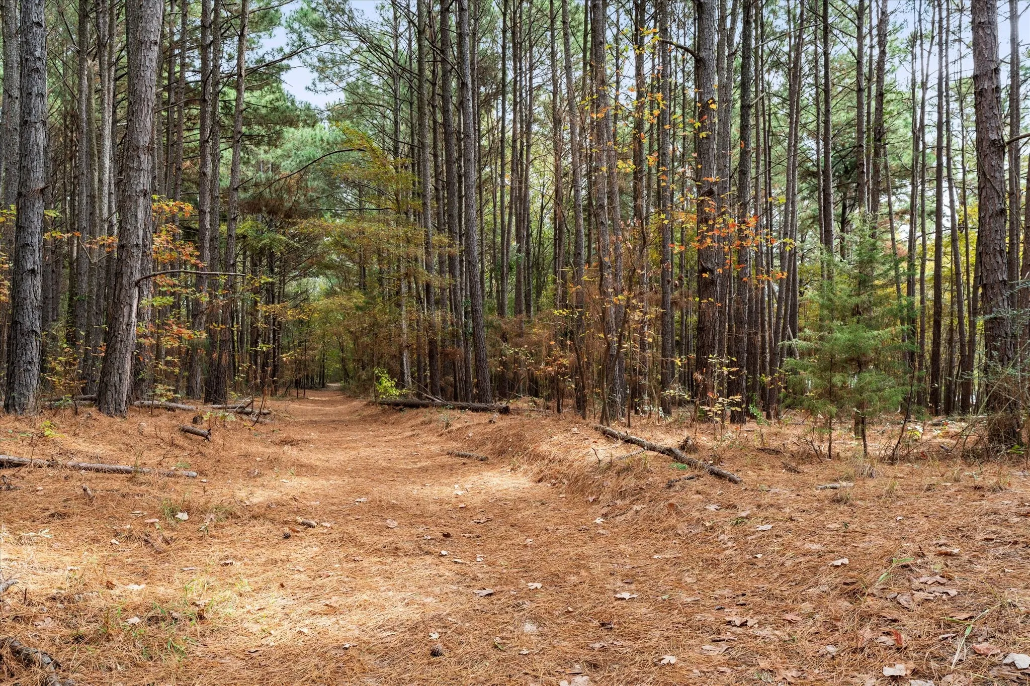Improved Land For Sale in Morris County , 641 Naples, Omaha, Texas 75571, 0, 0, Garage spaces, 0 Sqft, built in 0, mls#21183169, Real Estate Agent in Omaha, Homes For Sale in Morris county, Homes For Sale in Omaha, Realtor in Omaha Texas, Real Estate Brokerage Independent Realty Texas, Luminita Cordes Realtor