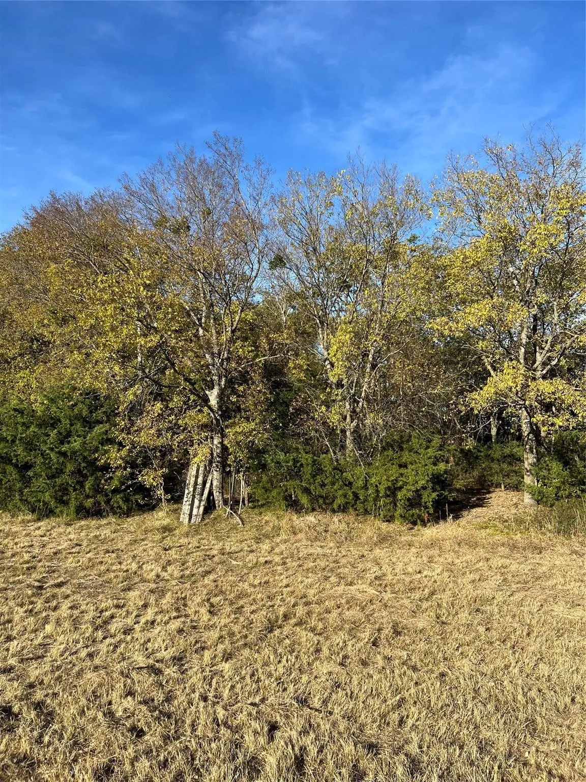 Unimproved Land For Sale in Delta County , 2585 CR 2130, Cooper, Texas 75432, 0, 0, Garage spaces, 0 Sqft, built in 0, mls#21183411, Real Estate Agent in Cooper, Homes For Sale in Delta county, Homes For Sale in Cooper, Realtor in Cooper Texas, Real Estate Brokerage Independent Realty Texas, Luminita Cordes Realtor