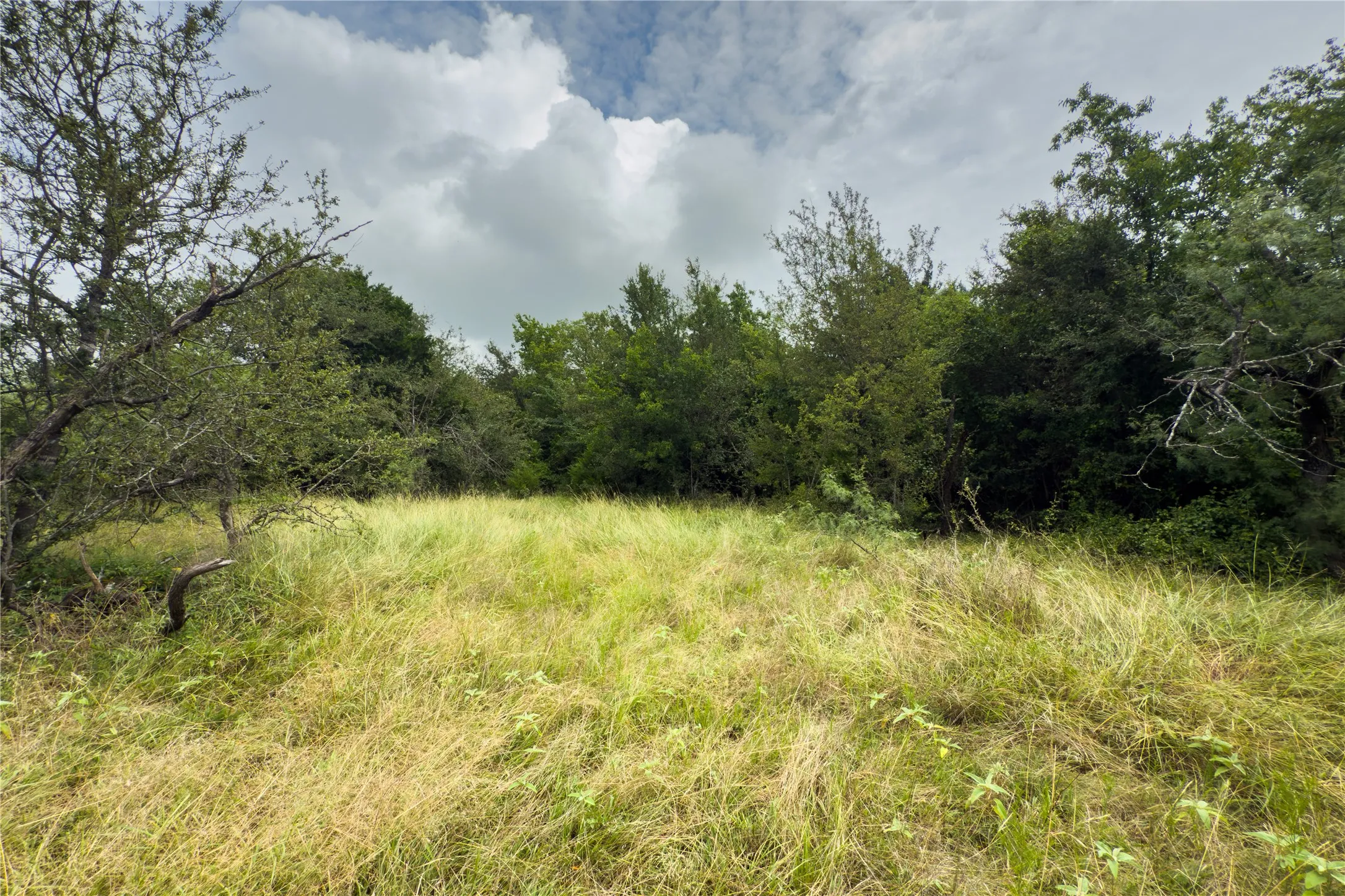 View of tree filled area