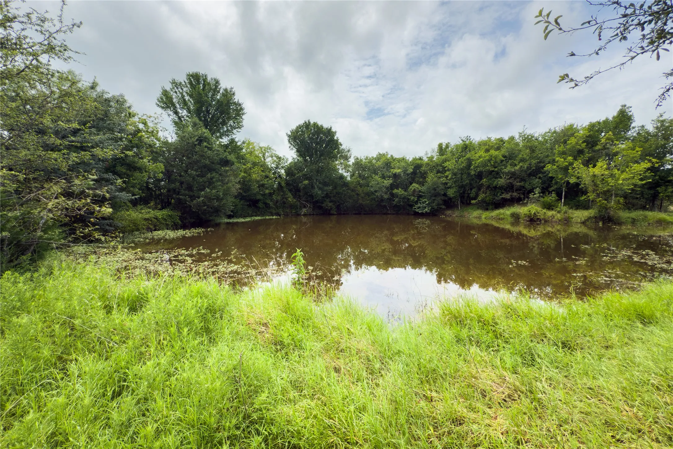 Water view with a forest