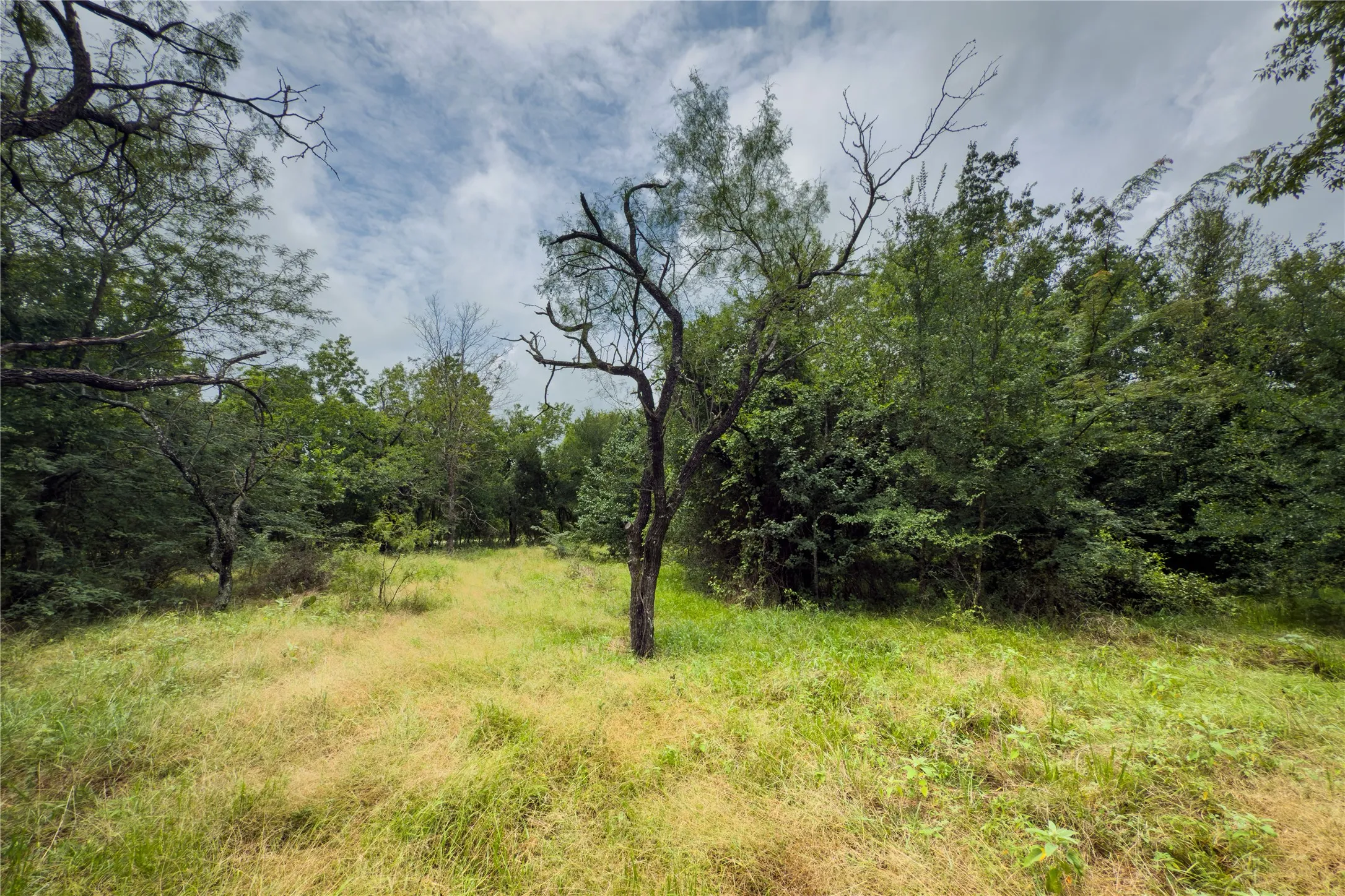 View of tree filled area