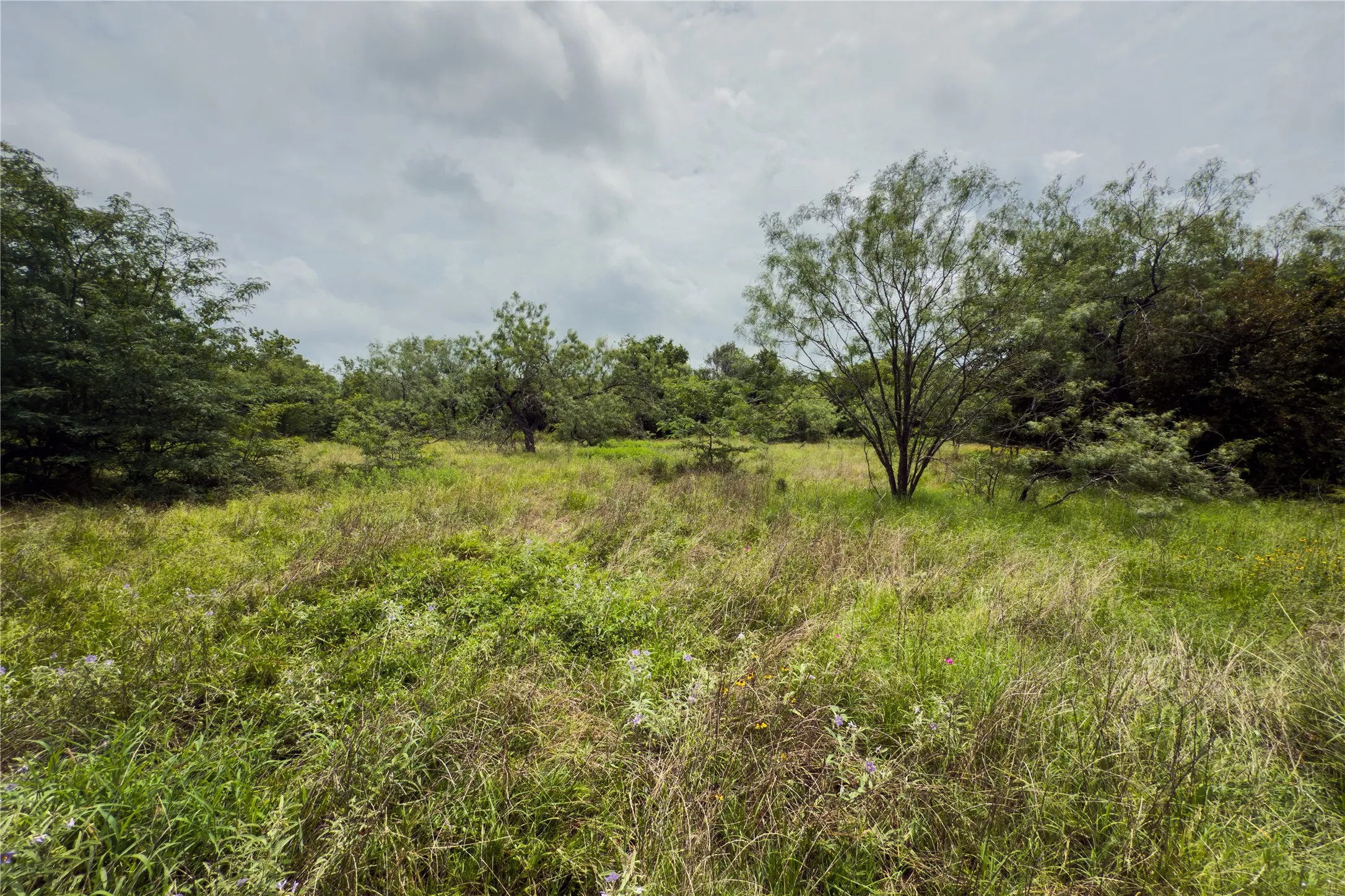 View of local wilderness