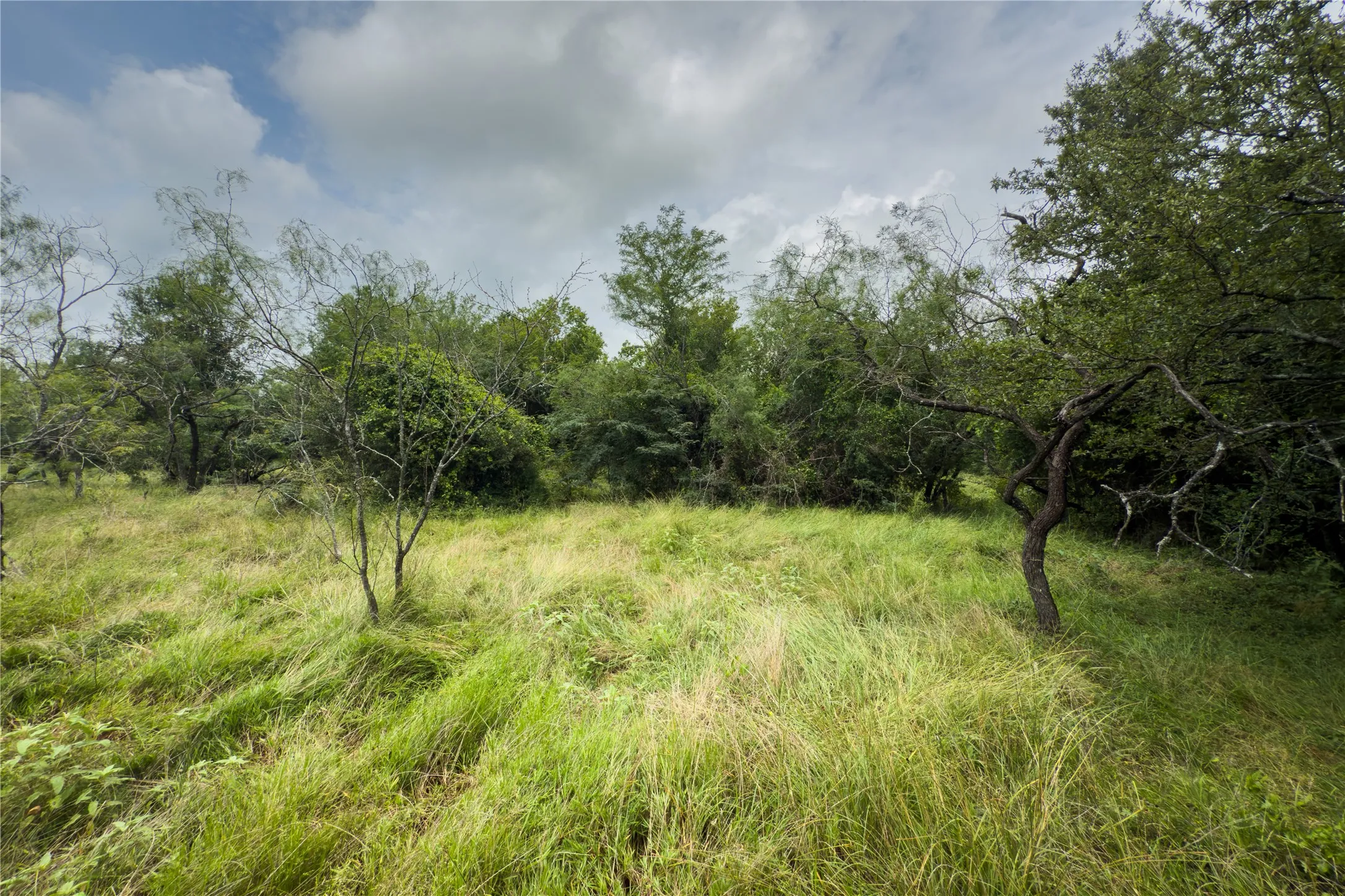 View of woods