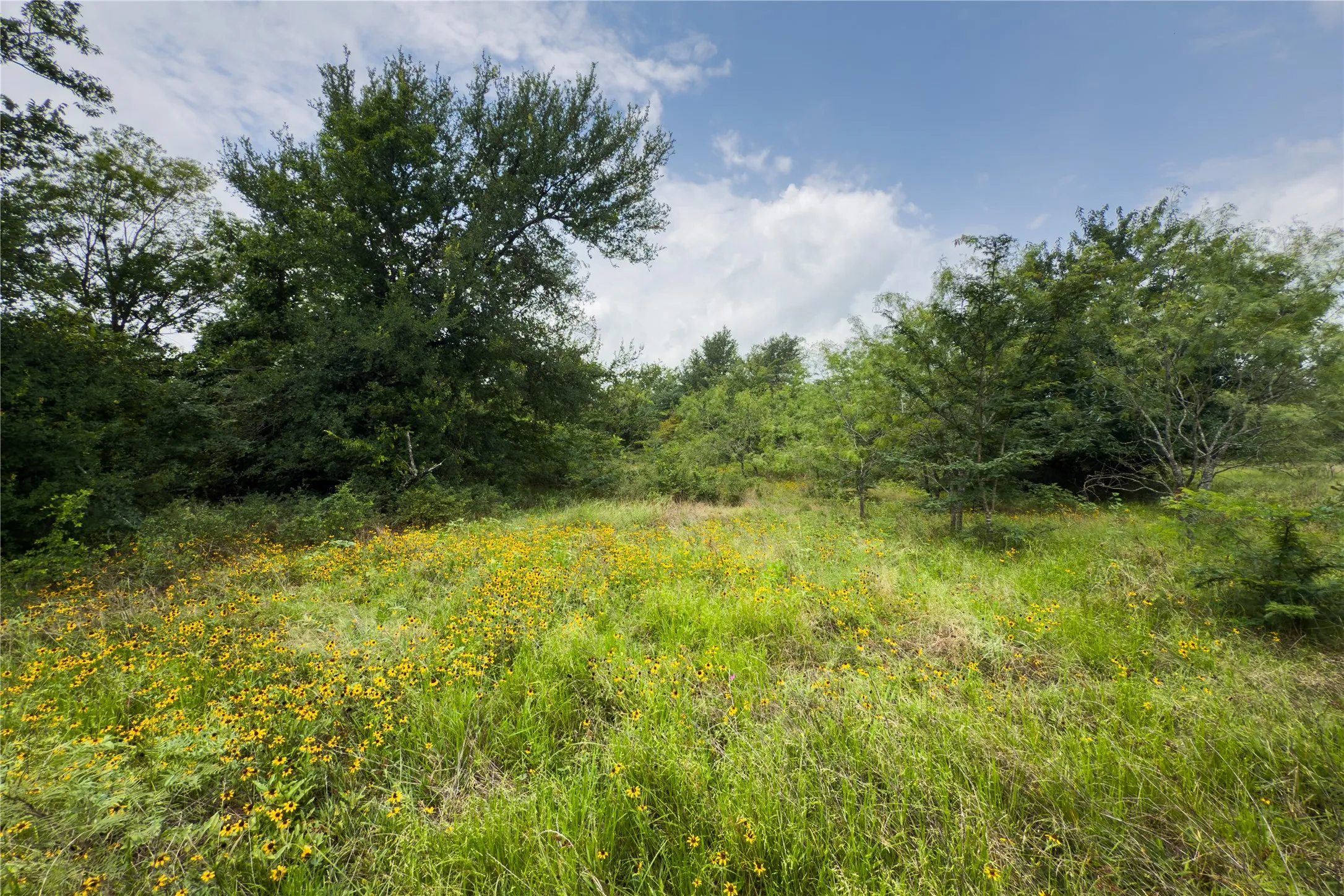 View of woods