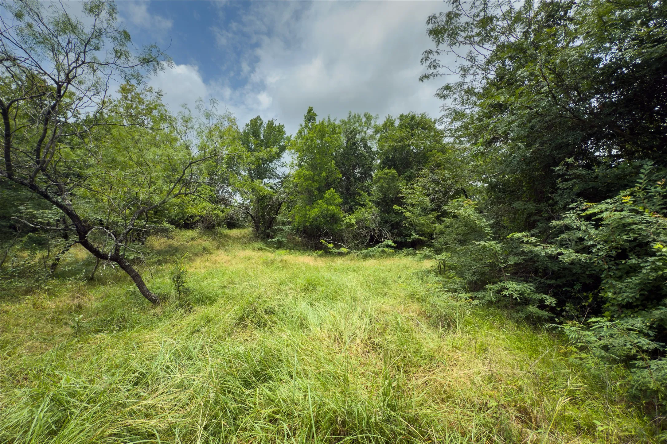 View of wooded area