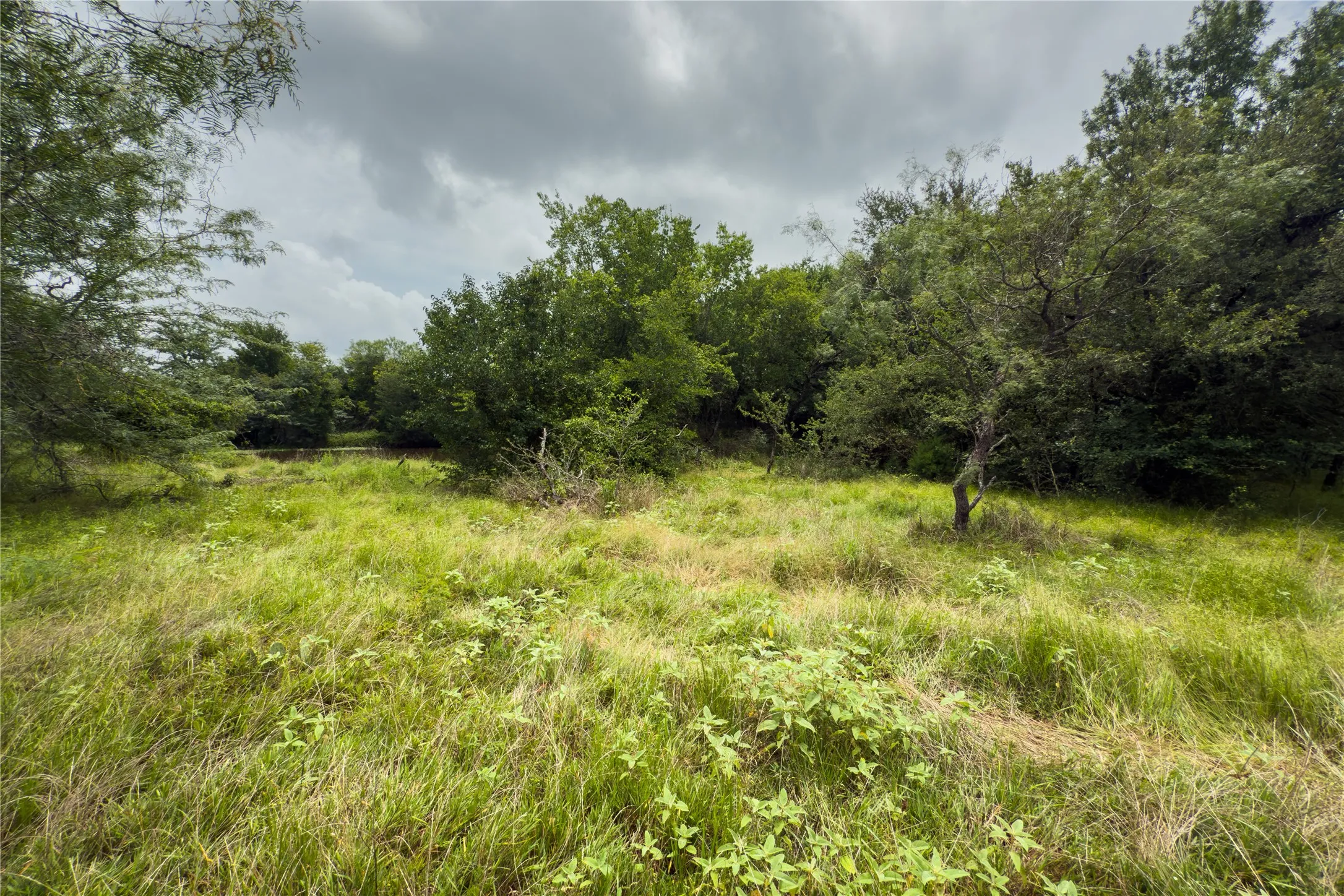 View of tree filled area