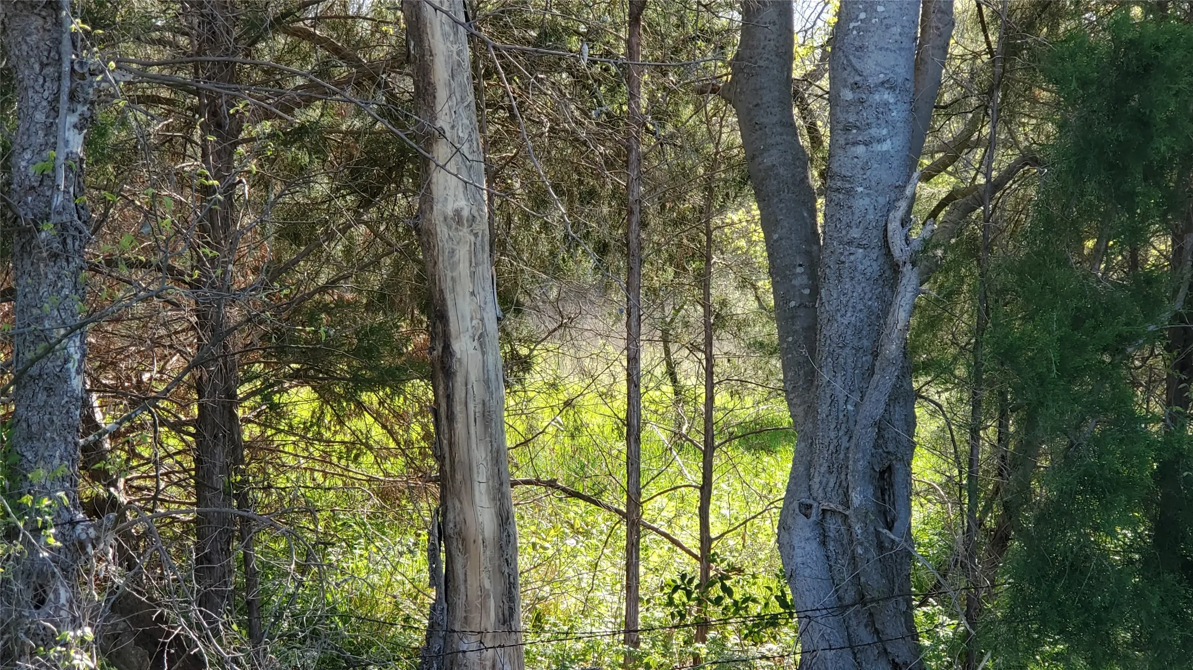 Wooded Property