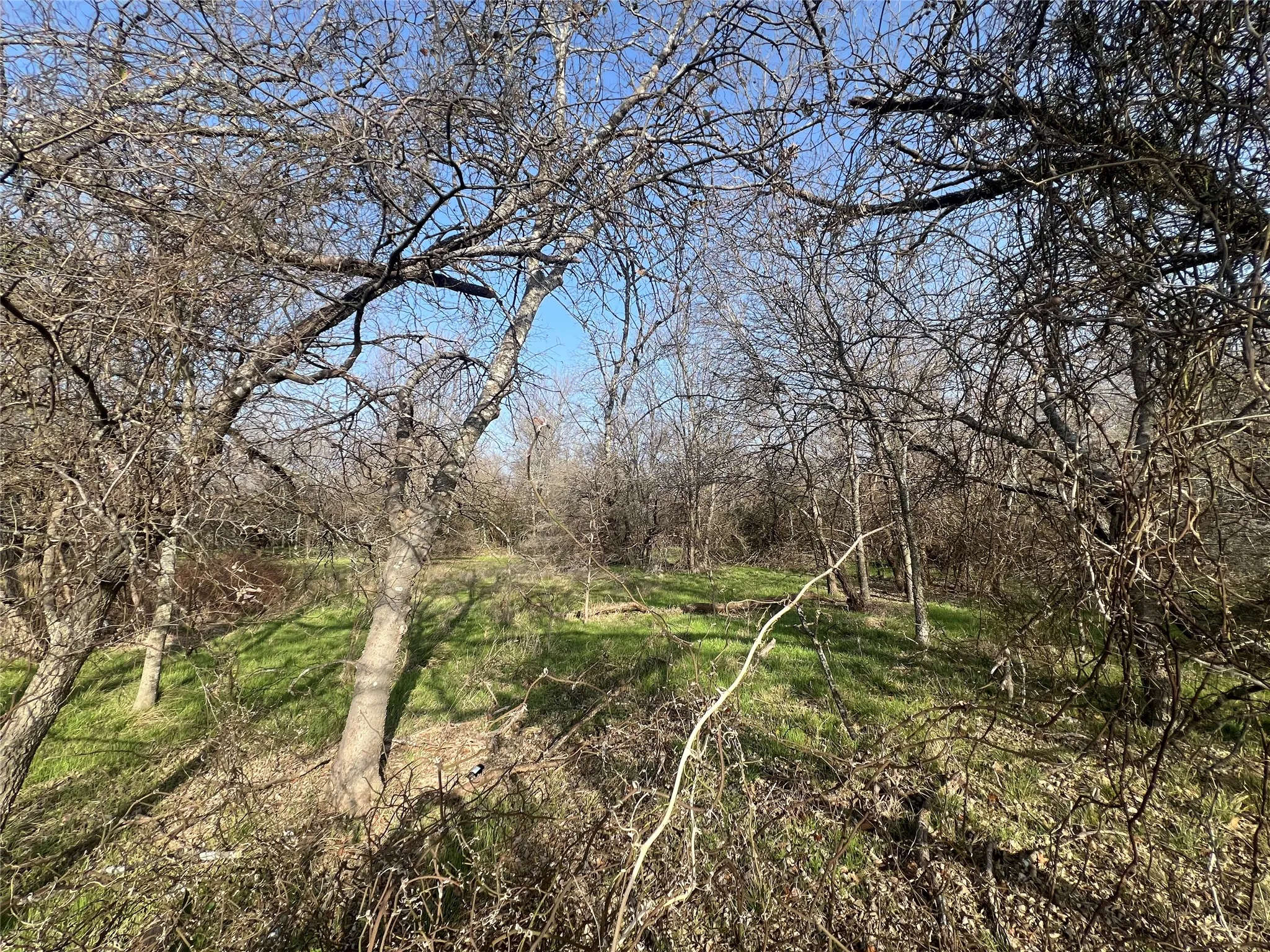 Wooded Property
