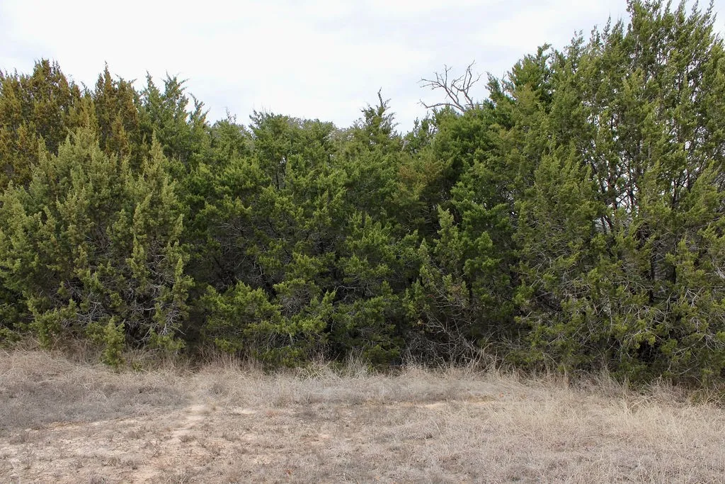 View of woods