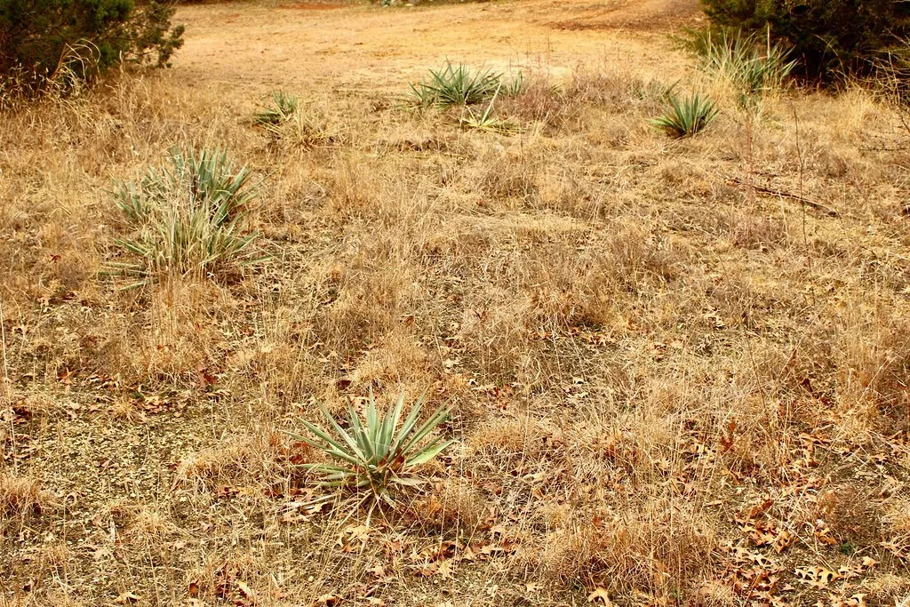 View of nature