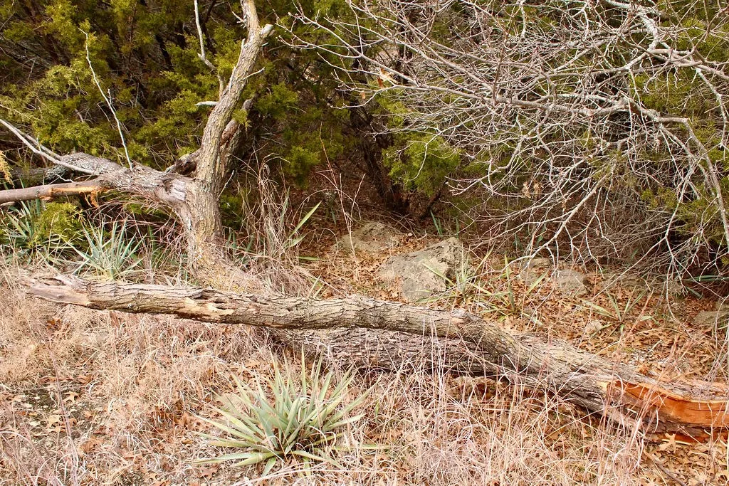 View of local wilderness