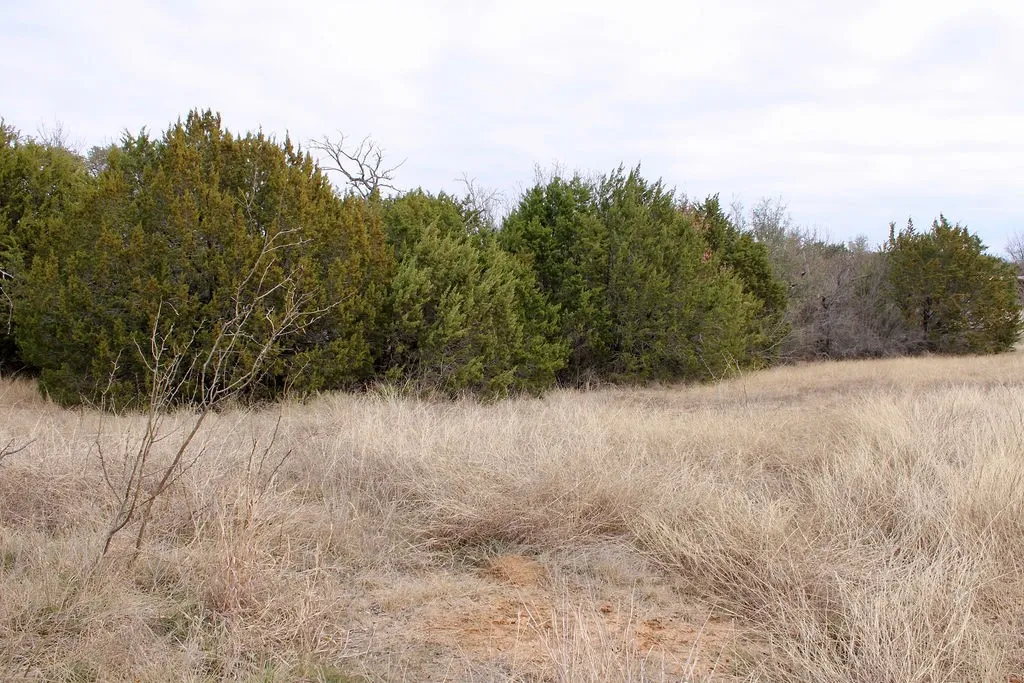 View of wooded area