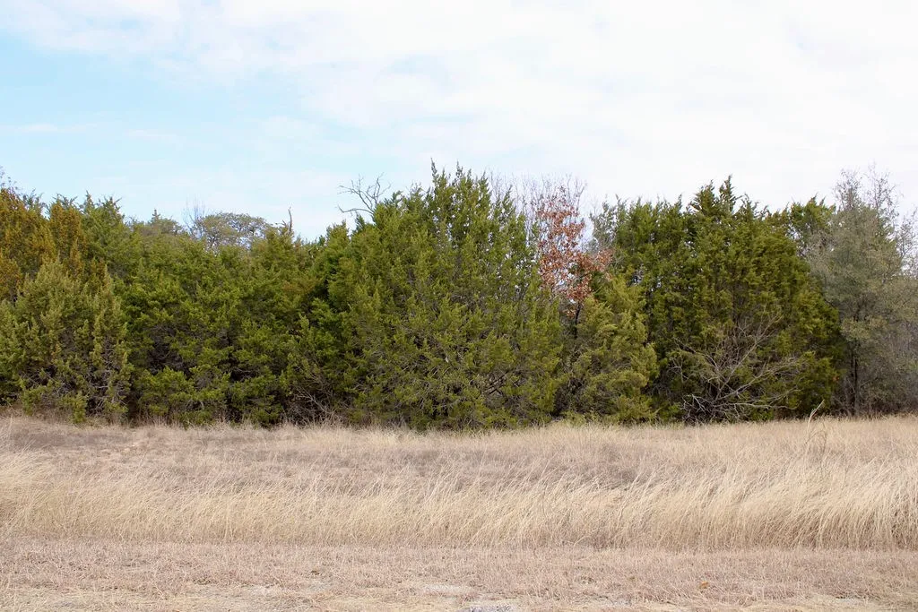 View of local wilderness