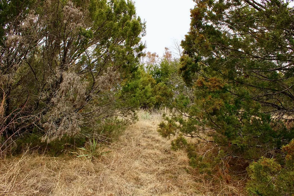 View of local wilderness
