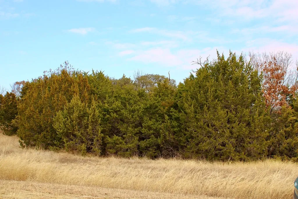 View of undeveloped land