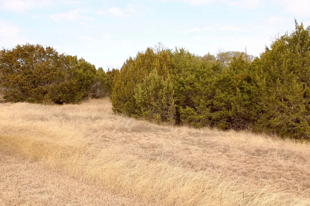 View of local wilderness