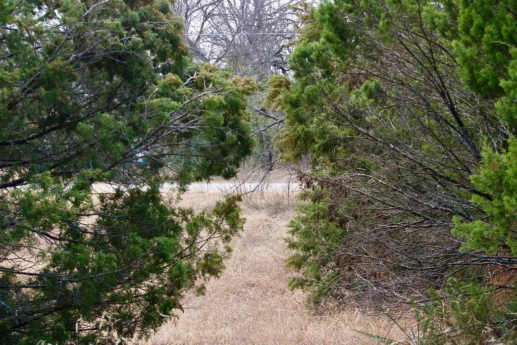 View of local wilderness