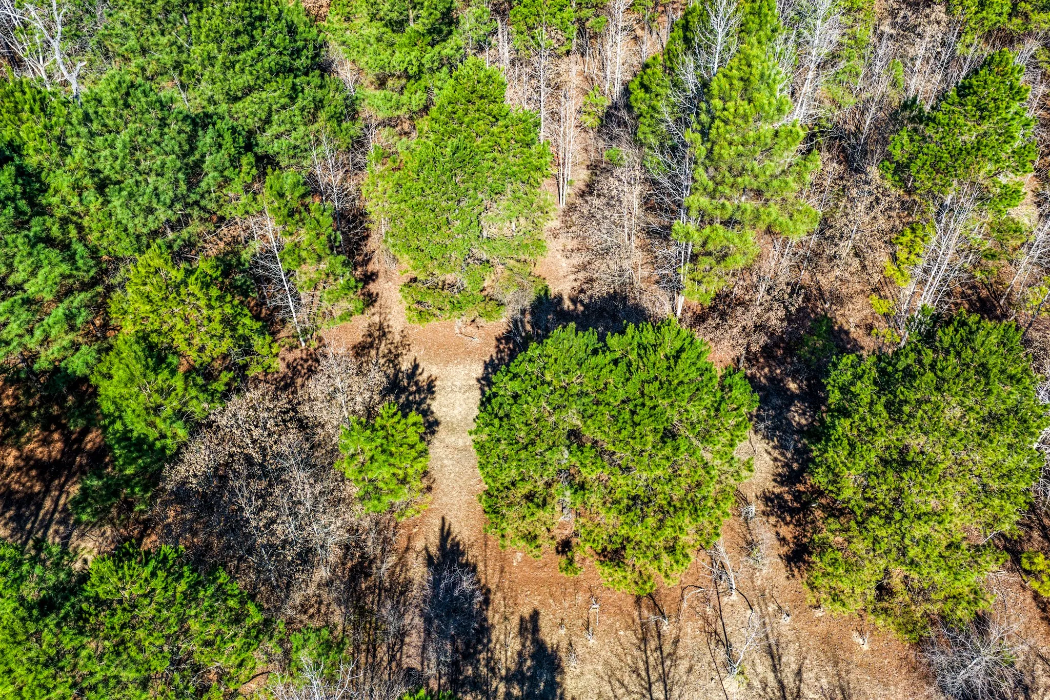 Unimproved Land For Sale in Smith County , 1609 C R 246 S, Tyler, Texas 75705, 0, 0, Garage spaces, 0 Sqft, built in 0, Price $995,000, mls#21182347, Real Estate Agent in Tyler, Homes For Sale in Smith county, Homes For Sale in Tyler, Realtor in Tyler Texas, Real Estate Brokerage Independent Realty Texas, Luminita Cordes Realtor