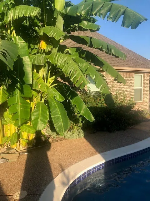 Photos provided by Owner showing Pool When Plants Have Bloomed