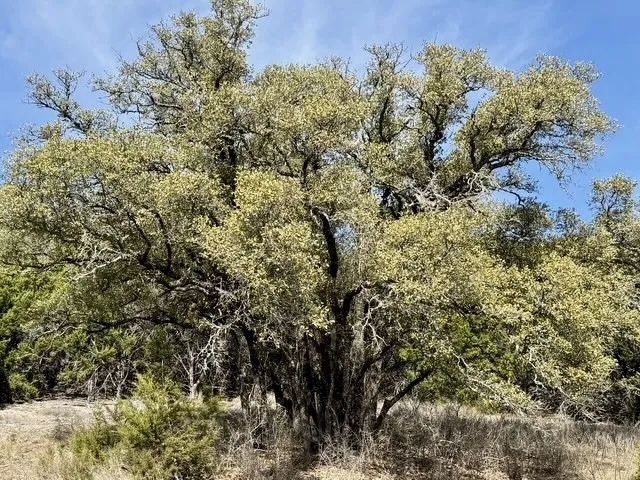 Unimproved Land For Sale in Hamilton County , Lot 166 Private Road 16022, Jonesboro, Texas 76538, 0, 0, Garage spaces, 0 Sqft, built in 0, Price $129,000, mls#21185758, Real Estate Agent in Jonesboro, Homes For Sale in Hamilton county, Homes For Sale in Jonesboro, Realtor in Jonesboro Texas, Real Estate Brokerage Independent Realty Texas, Luminita Cordes Realtor