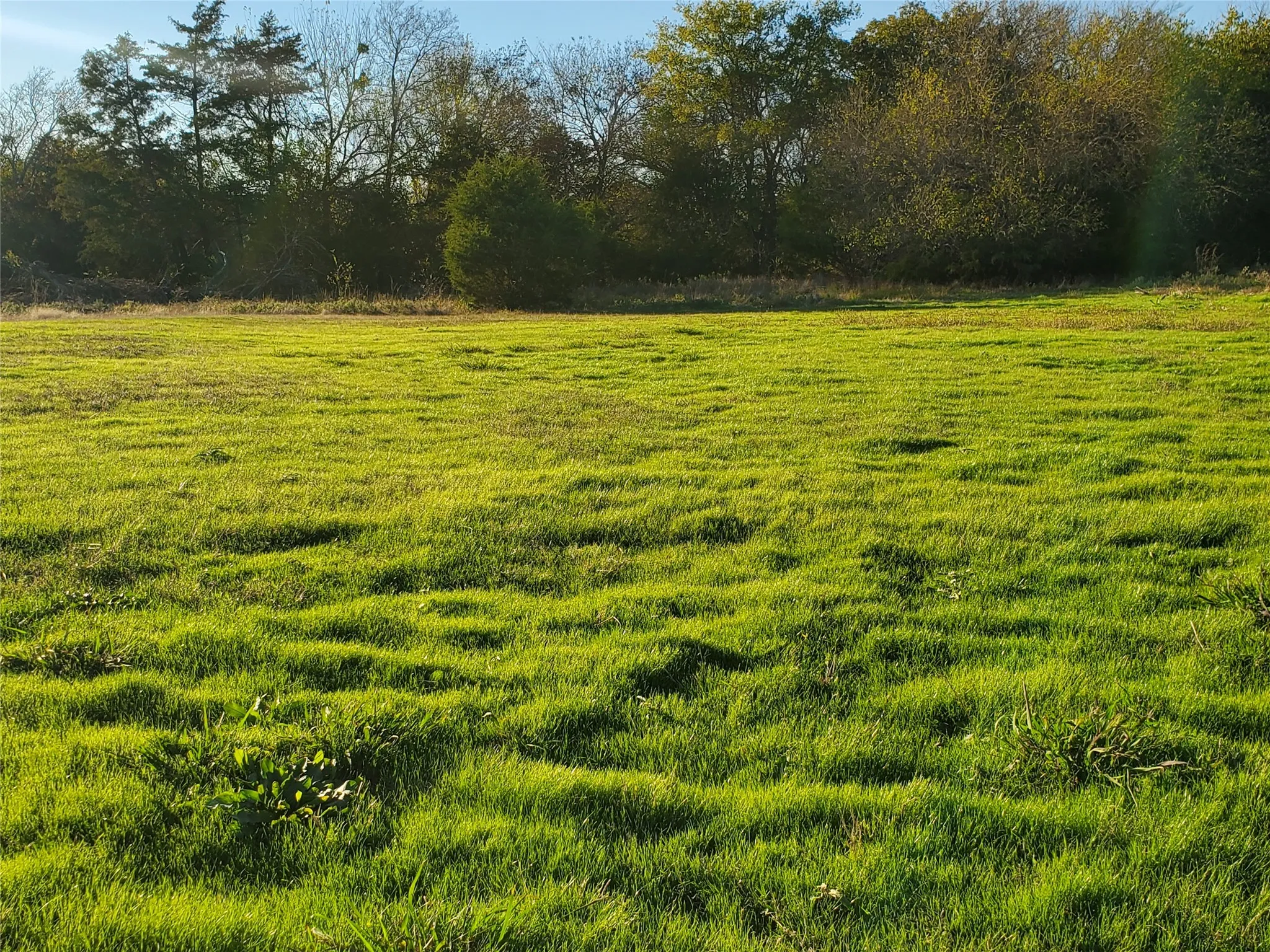 Hay Meadow