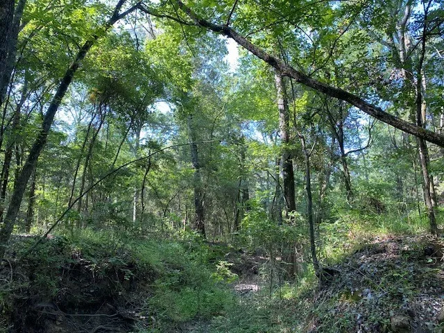 Unimproved Land For Sale in Henderson County , TR 3-A CR 41514, Athens, Texas 75751, 0, 0, Garage spaces, 0 Sqft, built in 0, Price $155,300, mls#21186574, Real Estate Agent in Athens, Homes For Sale in Henderson county, Homes For Sale in Athens, Realtor in Athens Texas, Real Estate Brokerage Independent Realty Texas, Luminita Cordes Realtor