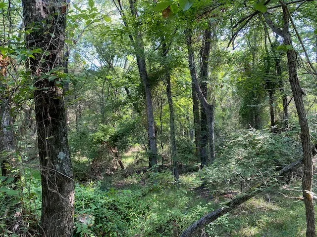 Unimproved Land For Sale in Henderson County , TR 3-B CR 41514, Athens, Texas 75751, 0, 0, Garage spaces, 0 Sqft, built in 0, Price $155,300, mls#21186581, Real Estate Agent in Athens, Homes For Sale in Henderson county, Homes For Sale in Athens, Realtor in Athens Texas, Real Estate Brokerage Independent Realty Texas, Luminita Cordes Realtor