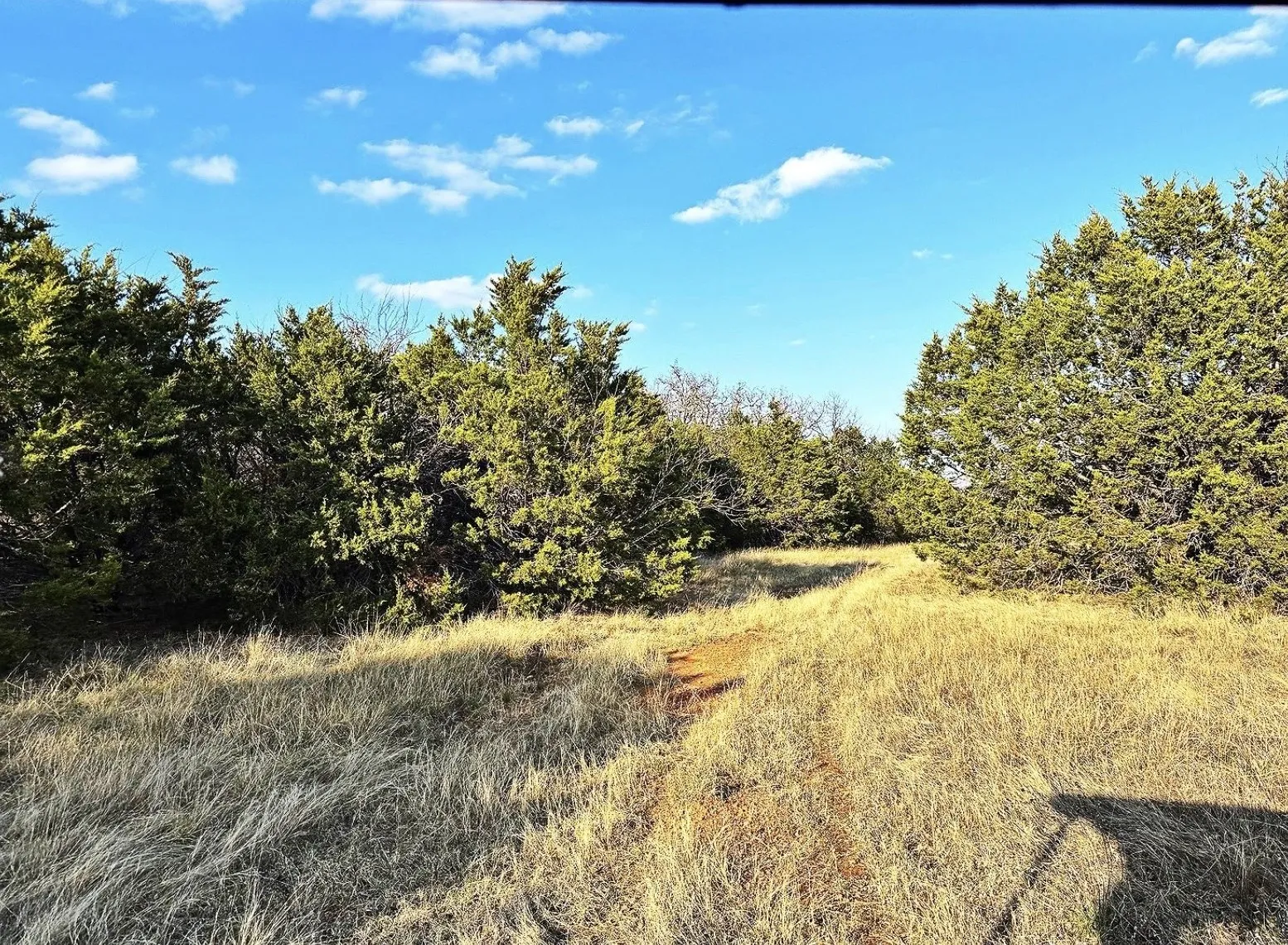 Natural landscape featuring mature evergreen trees and expansive dry grasses under a clear blue sky
