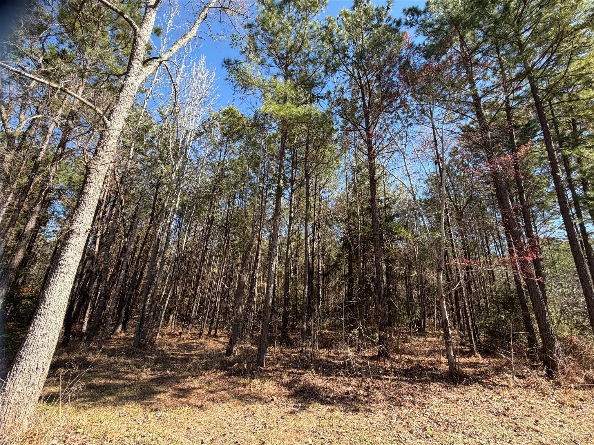 Unimproved Land For Sale in Cherokee County , 805 County Road 3210, Jacksonville, Texas 75766, 0, 0, Garage spaces, 0 Sqft, built in 0, Price $180,000, mls#21187446, Real Estate Agent in Jacksonville, Homes For Sale in Cherokee county, Homes For Sale in Jacksonville, Realtor in Jacksonville Texas, Real Estate Brokerage Independent Realty Texas, Luminita Cordes Realtor