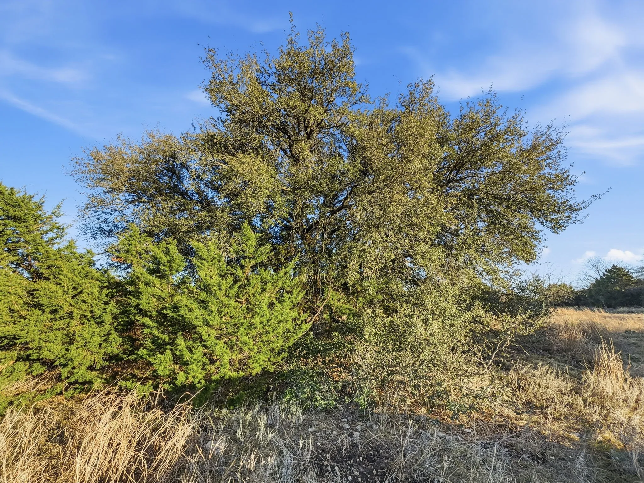 Farm For Sale in Hamilton County , TBD County Road 310, Jonesboro, Texas 76585, 2 Bedrooms, 1 Bathroom, Garage spaces, 1,225 Sqft, built in 2013, Price $850,000, mls#21188090, Real Estate Agent in Jonesboro, Homes For Sale in Hamilton county, Homes For Sale in Jonesboro, Realtor in Jonesboro Texas, Real Estate Brokerage Independent Realty Texas, Luminita Cordes Realtor