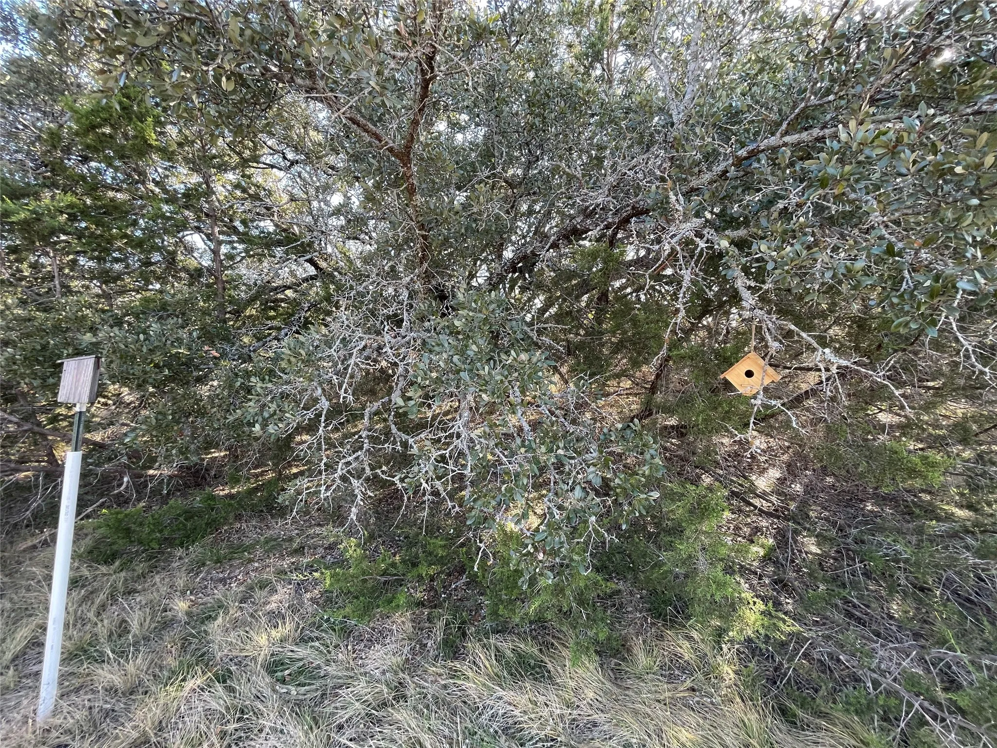 Bird feeders in live oak trees