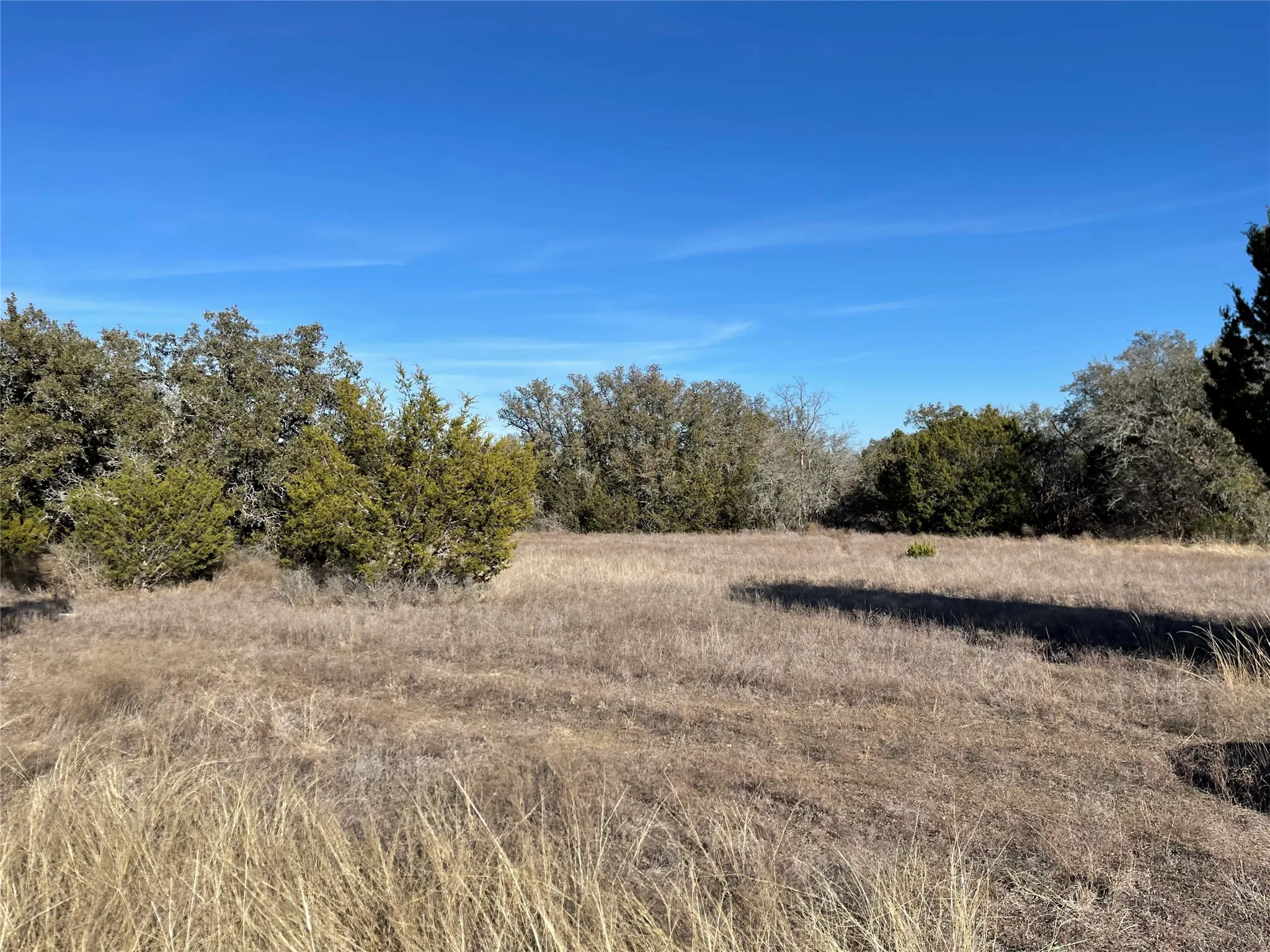 Mixed live oak and hard wood trees