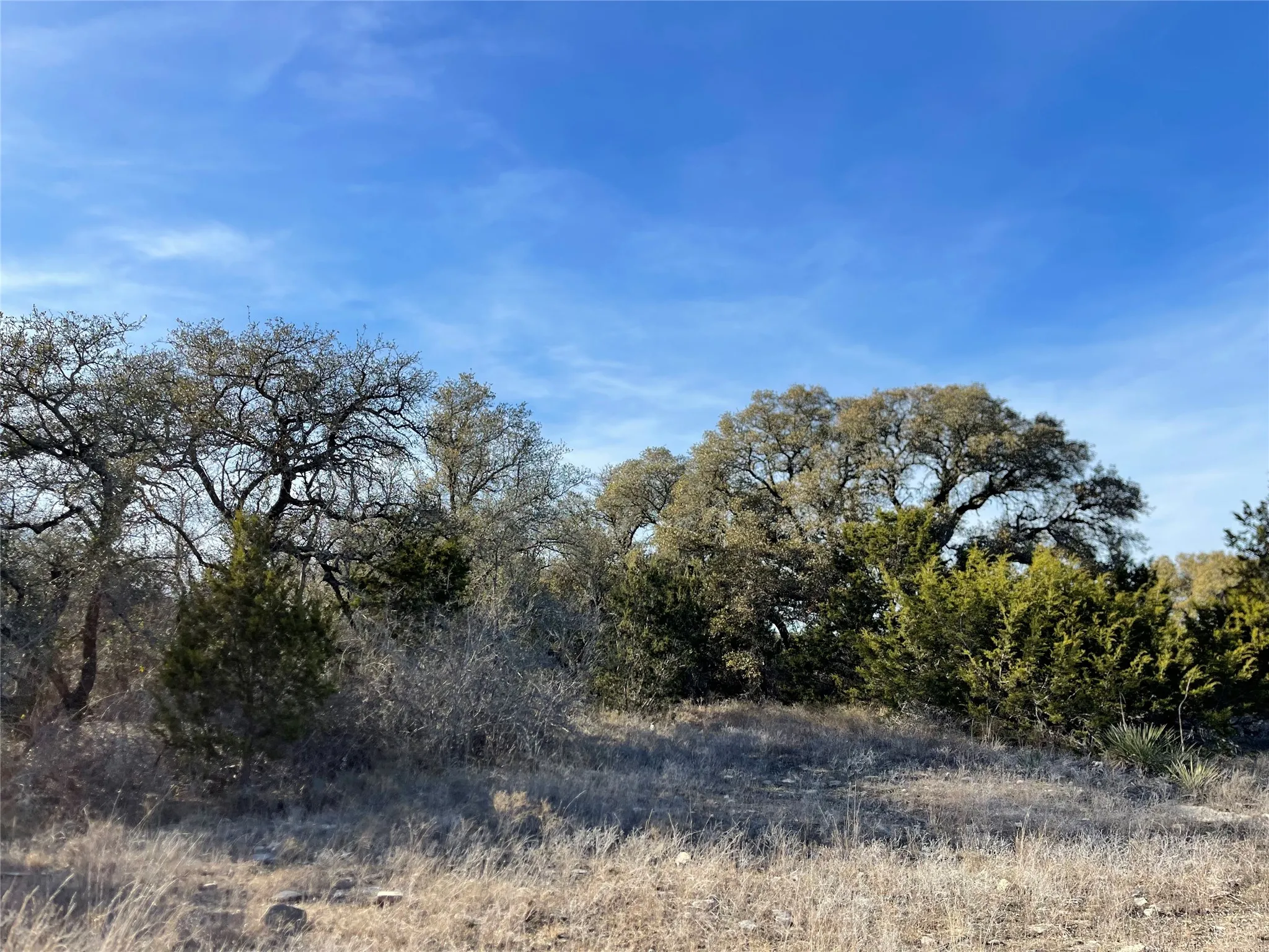 Mixed live oak and hard wood trees