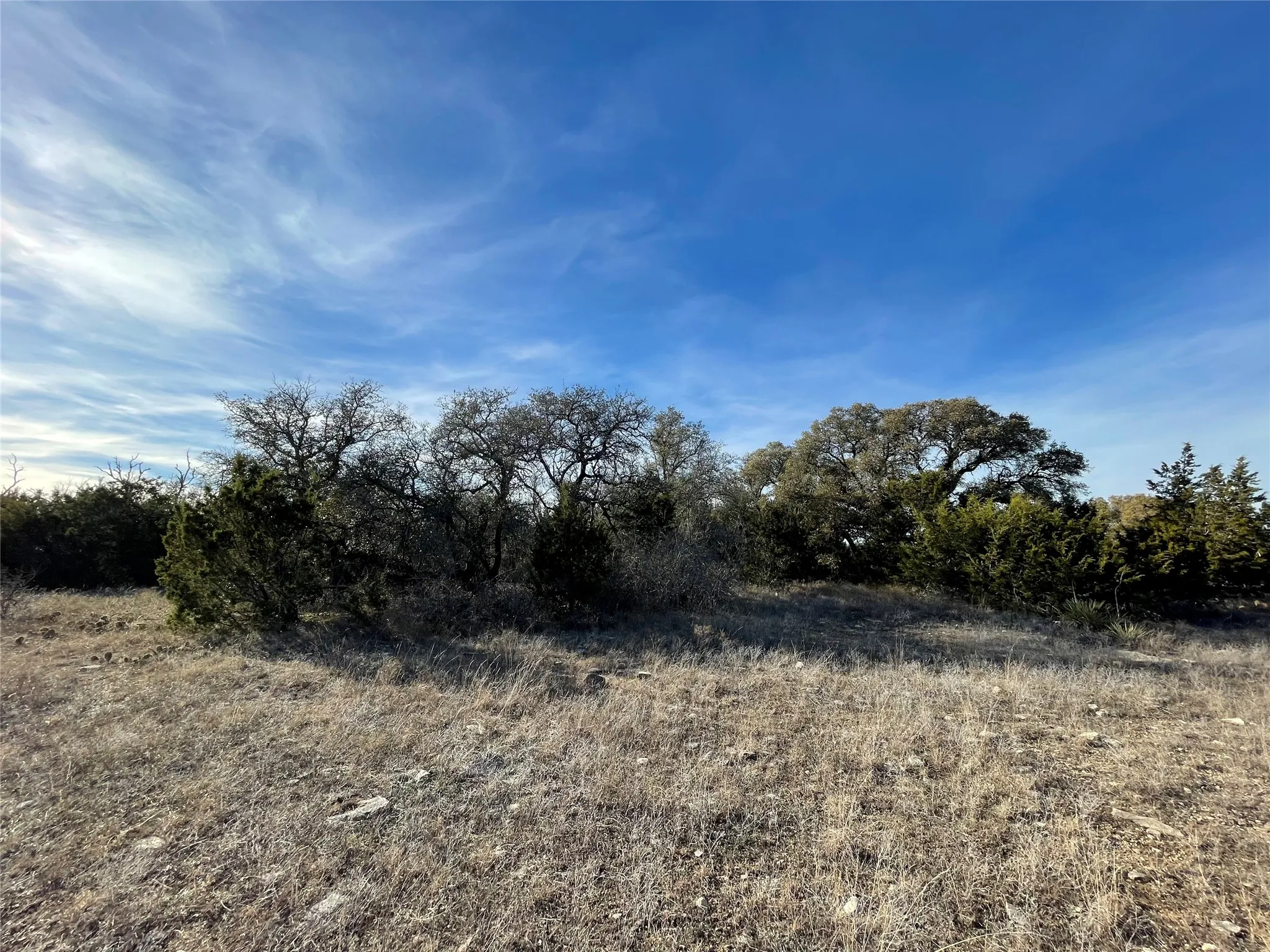 Mixed live oak and hard wood trees