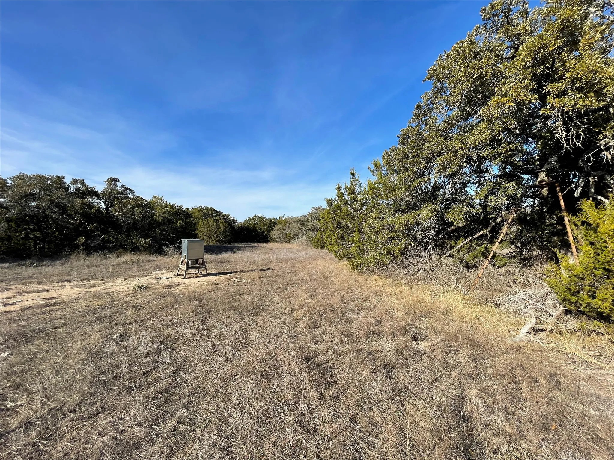 Mixed live oak and hard wood trees