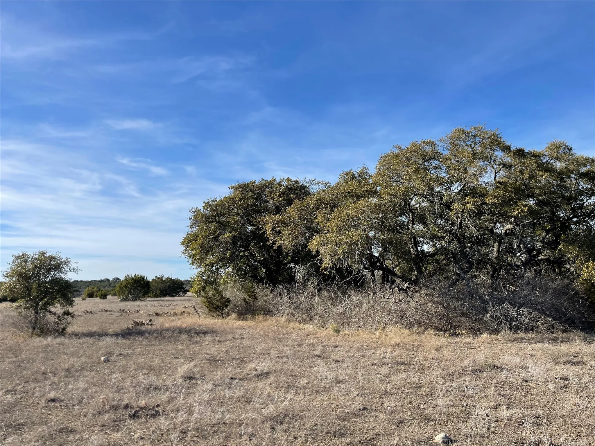 Mixed live oak and hard wood trees